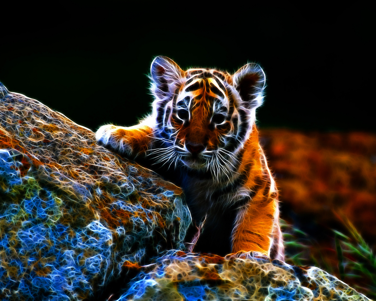 27023 télécharger le fond d'écran tigres, animaux, noir - économiseurs d'écran et images gratuitement