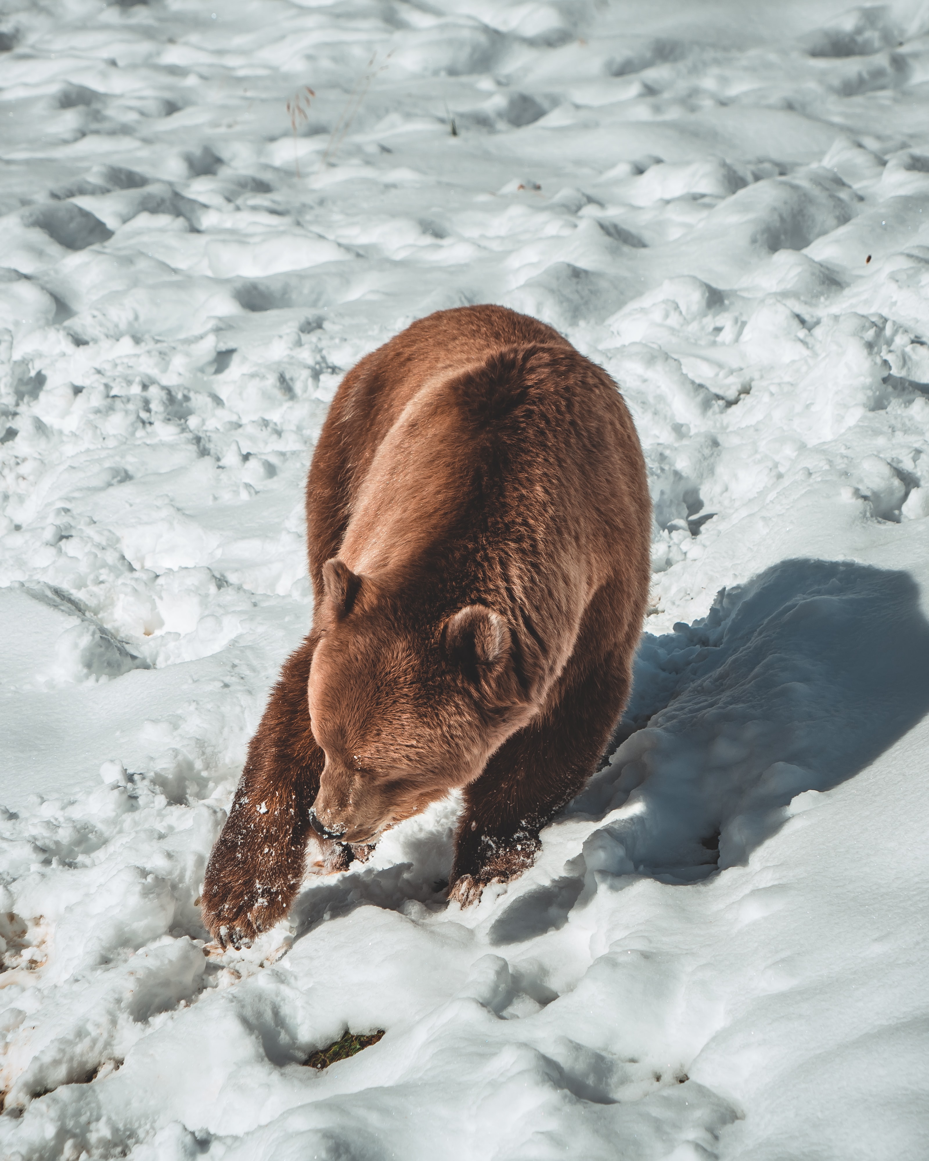 Laden Sie das Braunbär, Tiere, Bär, Raubtier, Schnee, Predator-Bild kostenlos auf Ihren PC-Desktop herunter