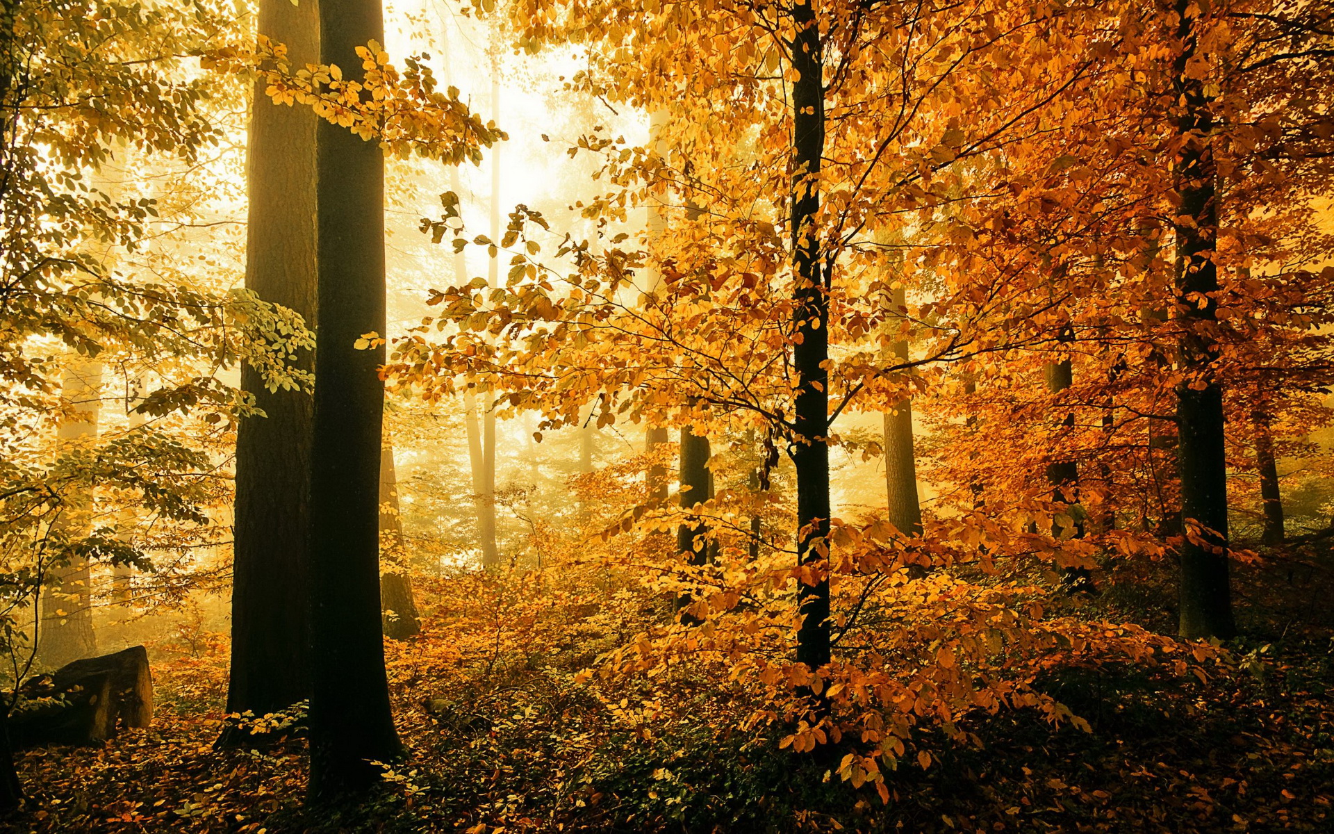 Téléchargez des papiers peints mobile Automne, Terre/nature gratuitement.