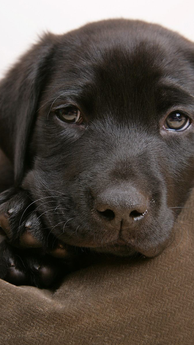 Download mobile wallpaper Dogs, Dog, Animal, Puppy, Labrador Retriever, Chocolate Labrador for free.