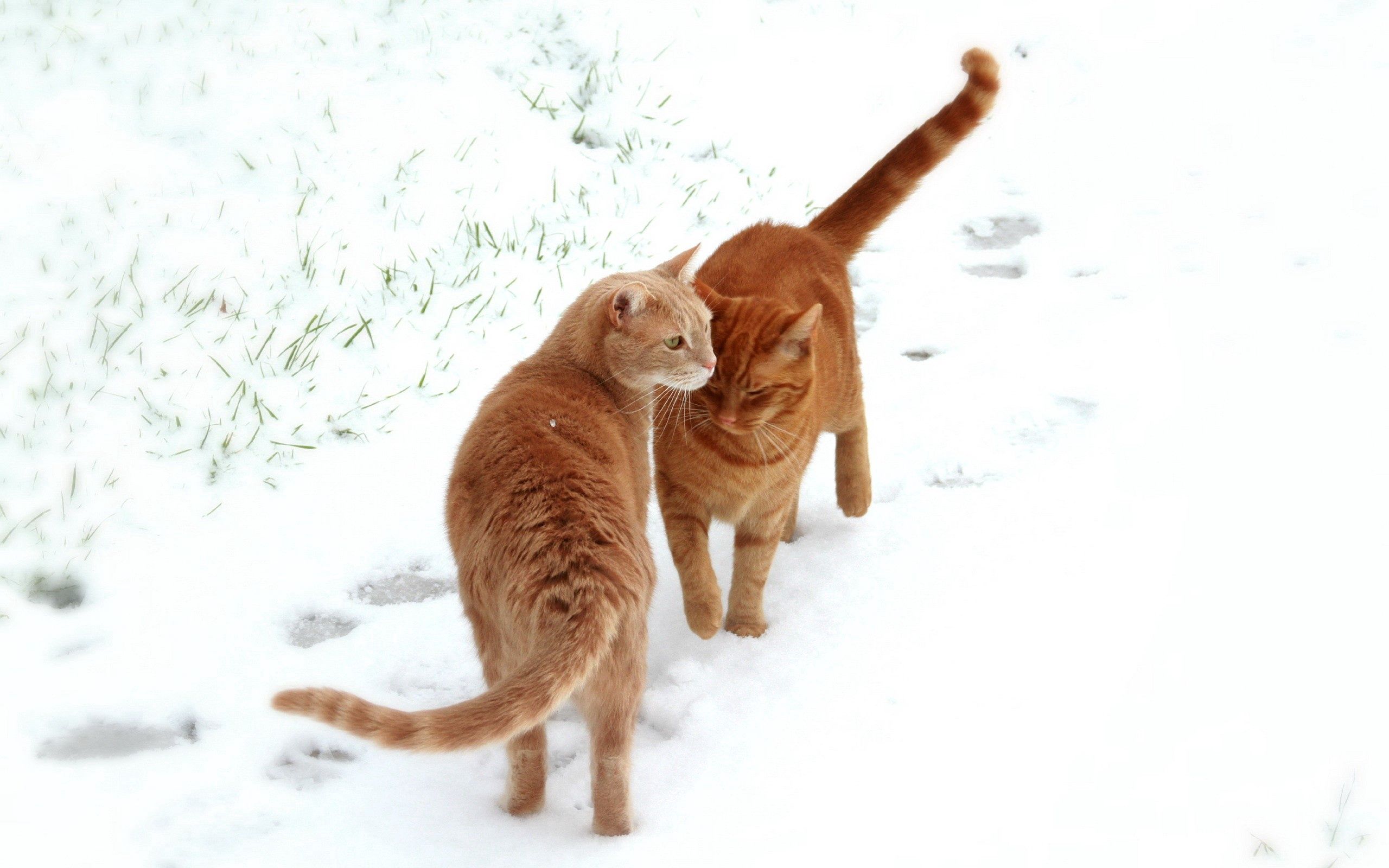 106803 скачать обои коты, животные, пара, снег, следы - заставки и картинки бесплатно
