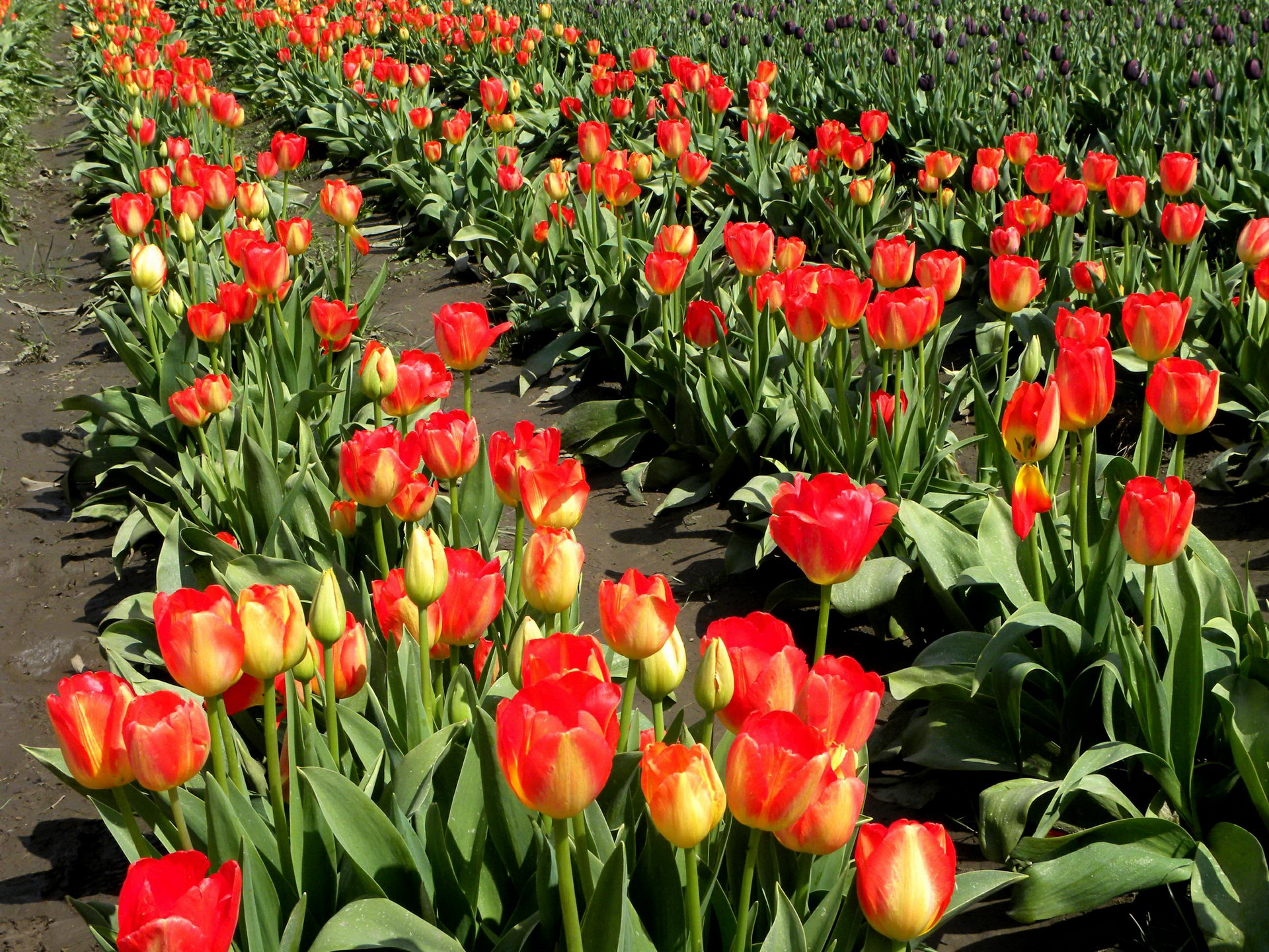 Descarga gratuita de fondo de pantalla para móvil de Tulipán, Flores, Flor, Tierra/naturaleza.