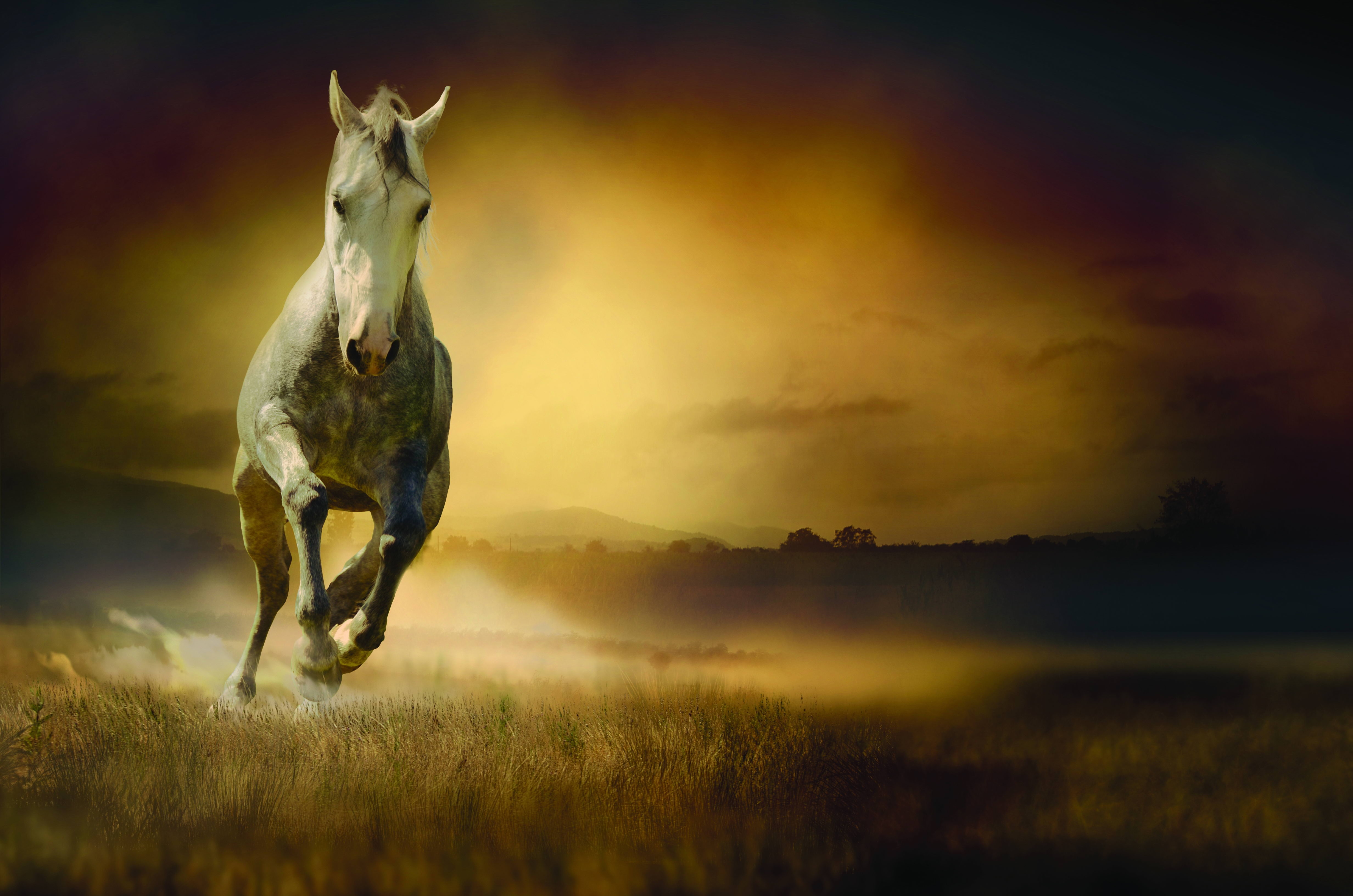 Download mobile wallpaper Field, Animals, Night, Horse, Freedom for free.