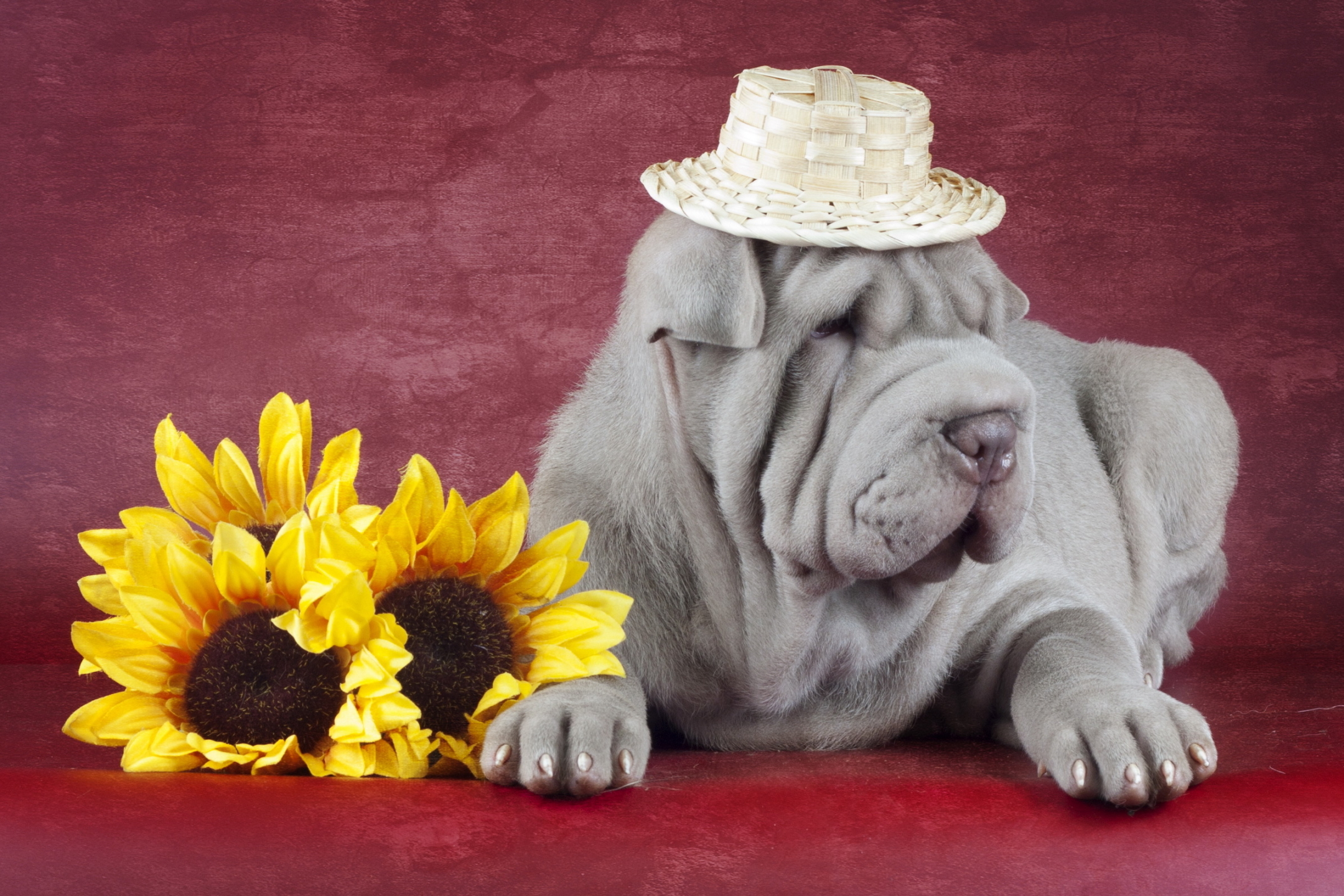 Download mobile wallpaper Dogs, Animal, Shar Pei for free.