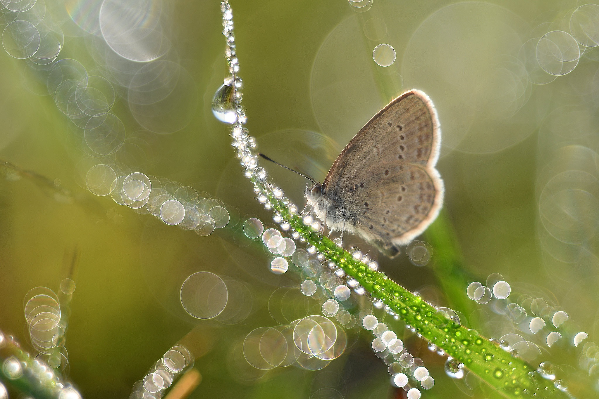 Téléchargez gratuitement l'image Animaux, Macro, Insecte, Papillon, Bokeh sur le bureau de votre PC