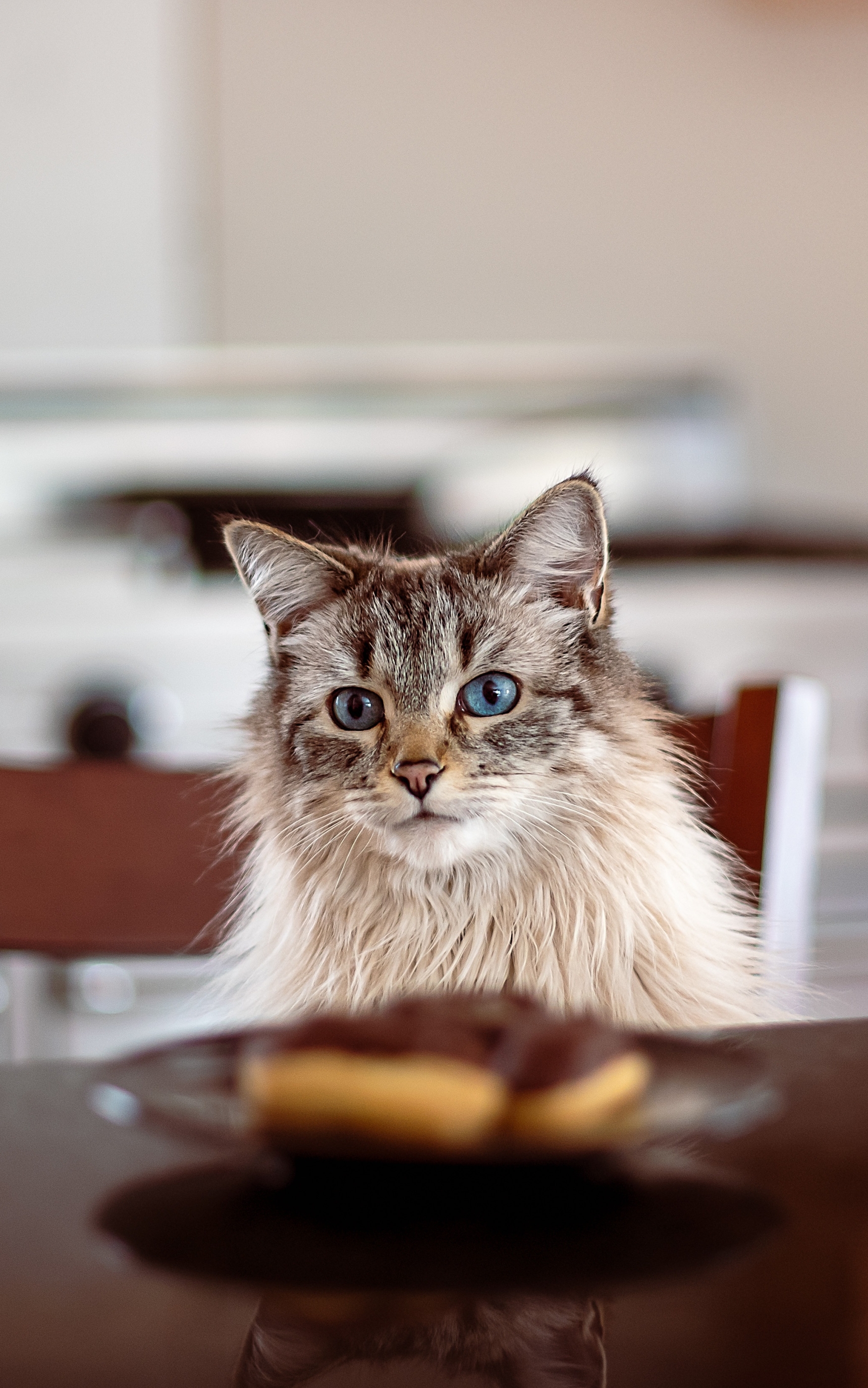 Baixar papel de parede para celular de Animais, Gatos, Gato gratuito.