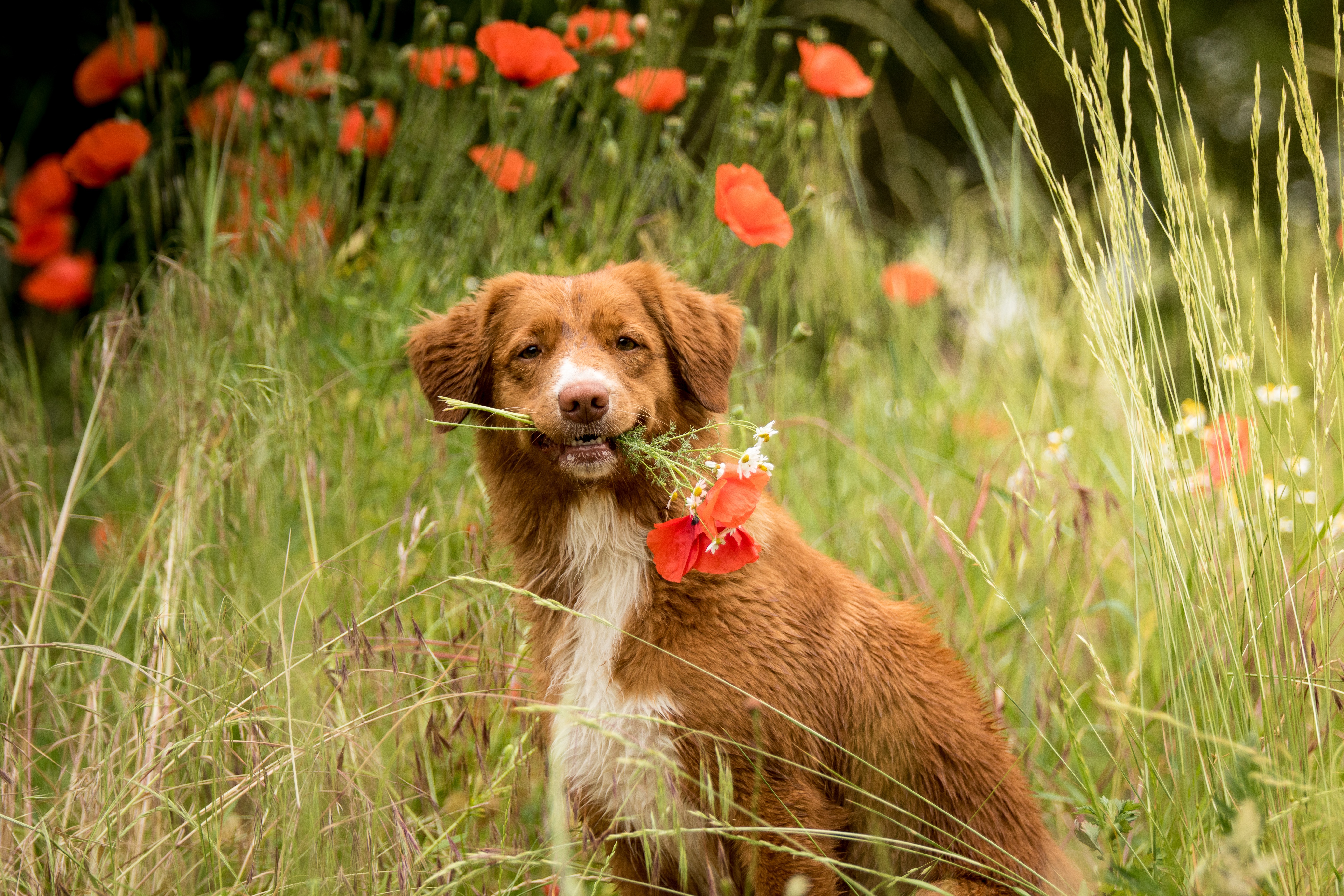 Download mobile wallpaper Dogs, Dog, Animal, Poppy, Nova Scotia Duck Tolling Retriever for free.