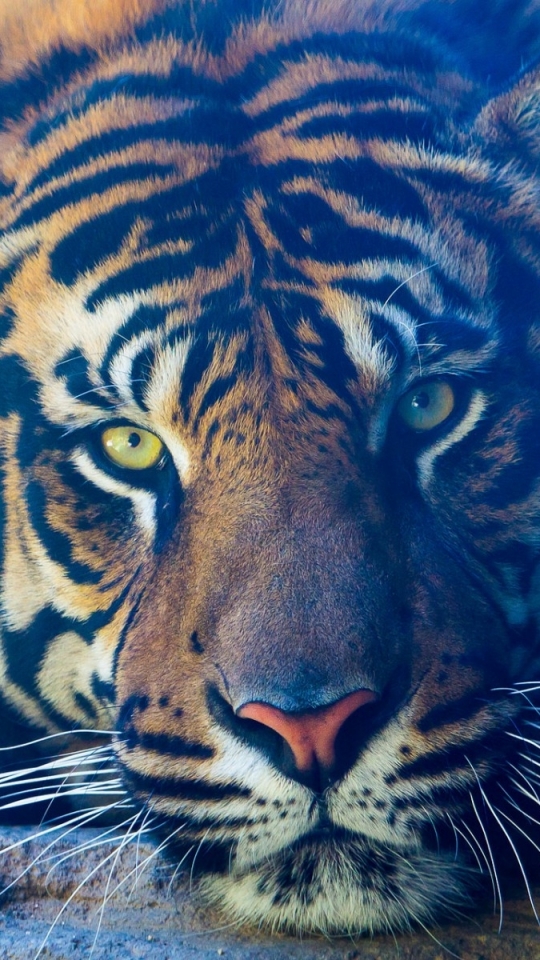 無料モバイル壁紙動物, 猫, 閉じる, 虎をダウンロードします。