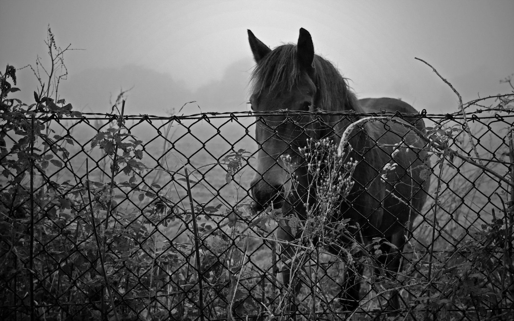 Free download wallpaper Animals, Fence, Bw, Nature, Chb, Horse on your PC desktop