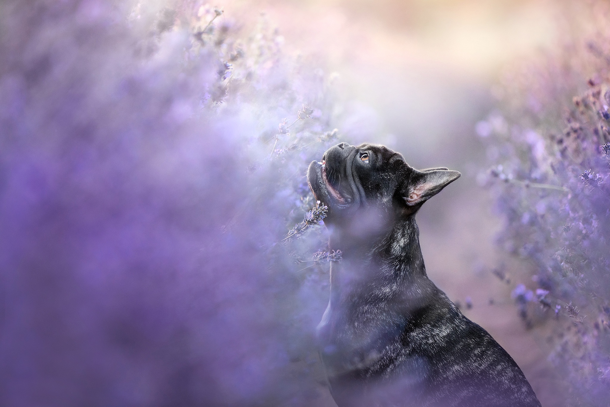 Free download wallpaper Dogs, Animal, French Bulldog on your PC desktop