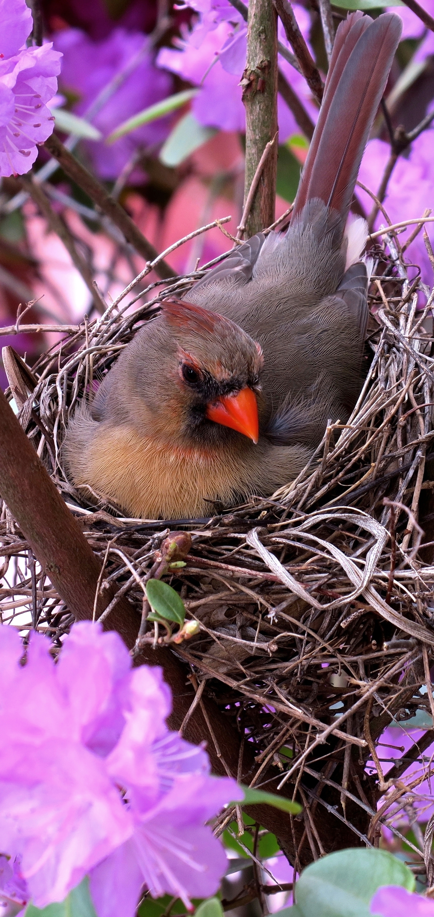 Laden Sie das Tiere, Vögel, Blume, Nest, Kardinal, Lila Blume-Bild kostenlos auf Ihren PC-Desktop herunter