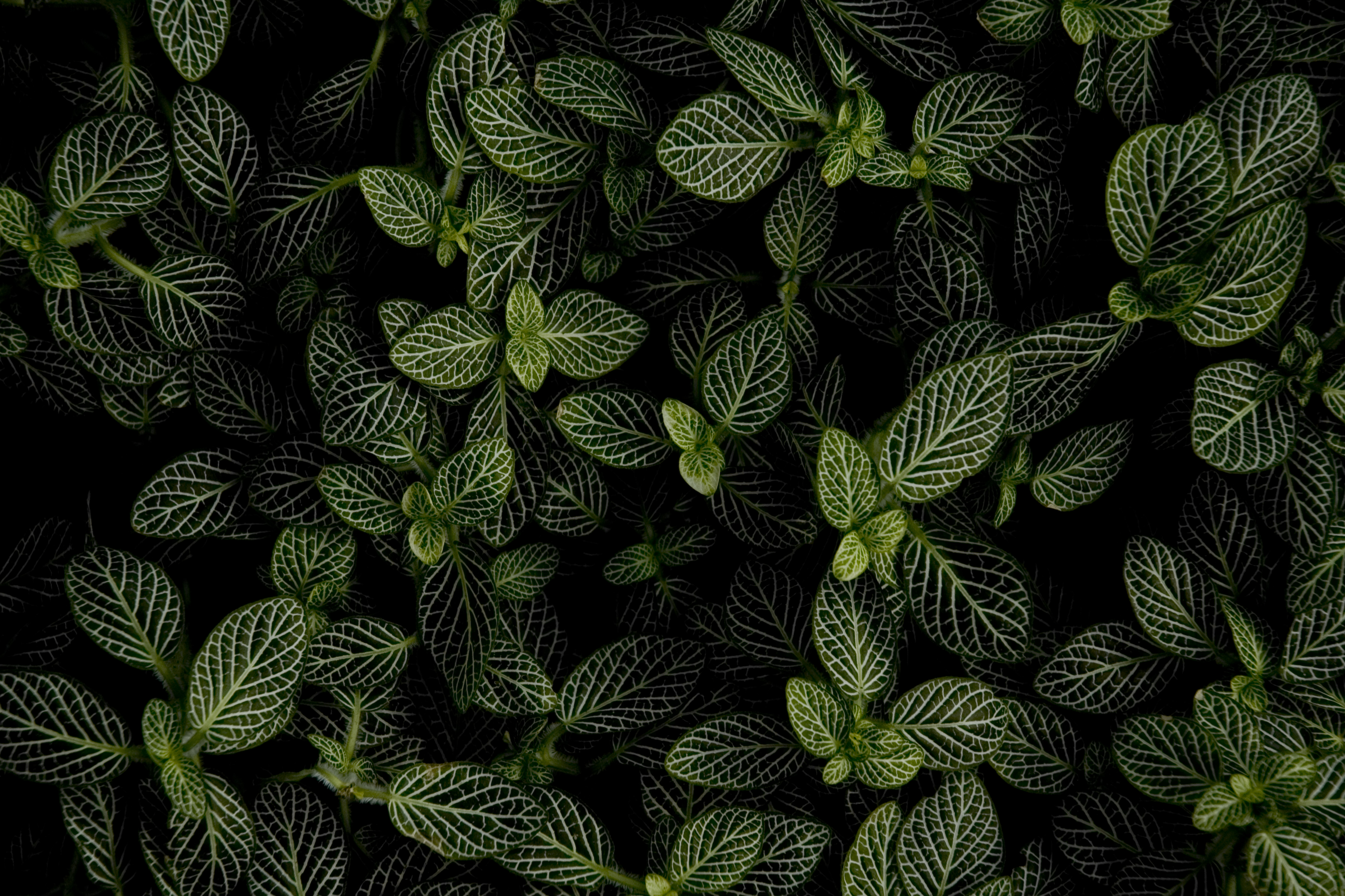leaves, mint, nature, view from above