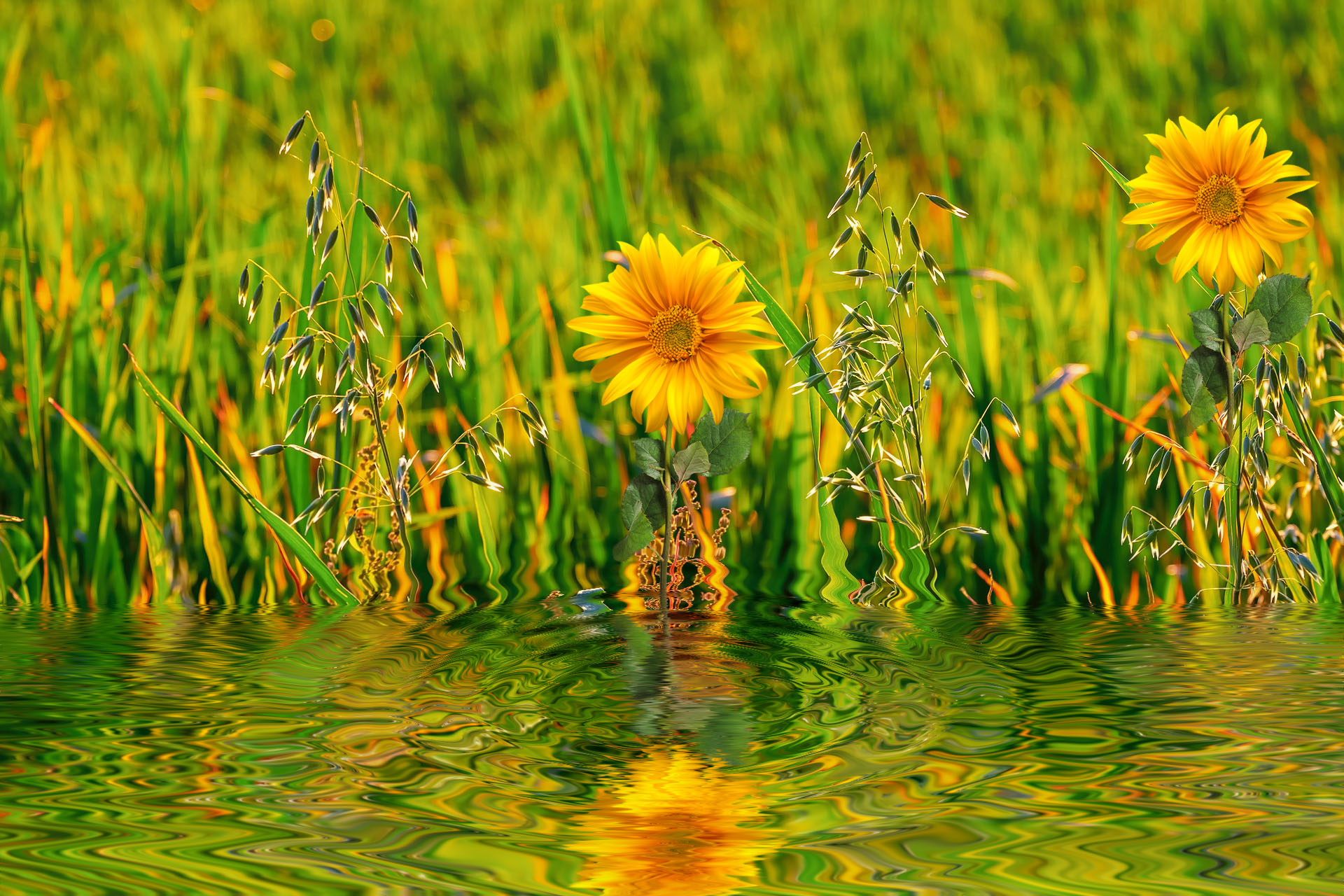 Free download wallpaper Nature, Flowers, Water, Flower, Artistic on your PC desktop