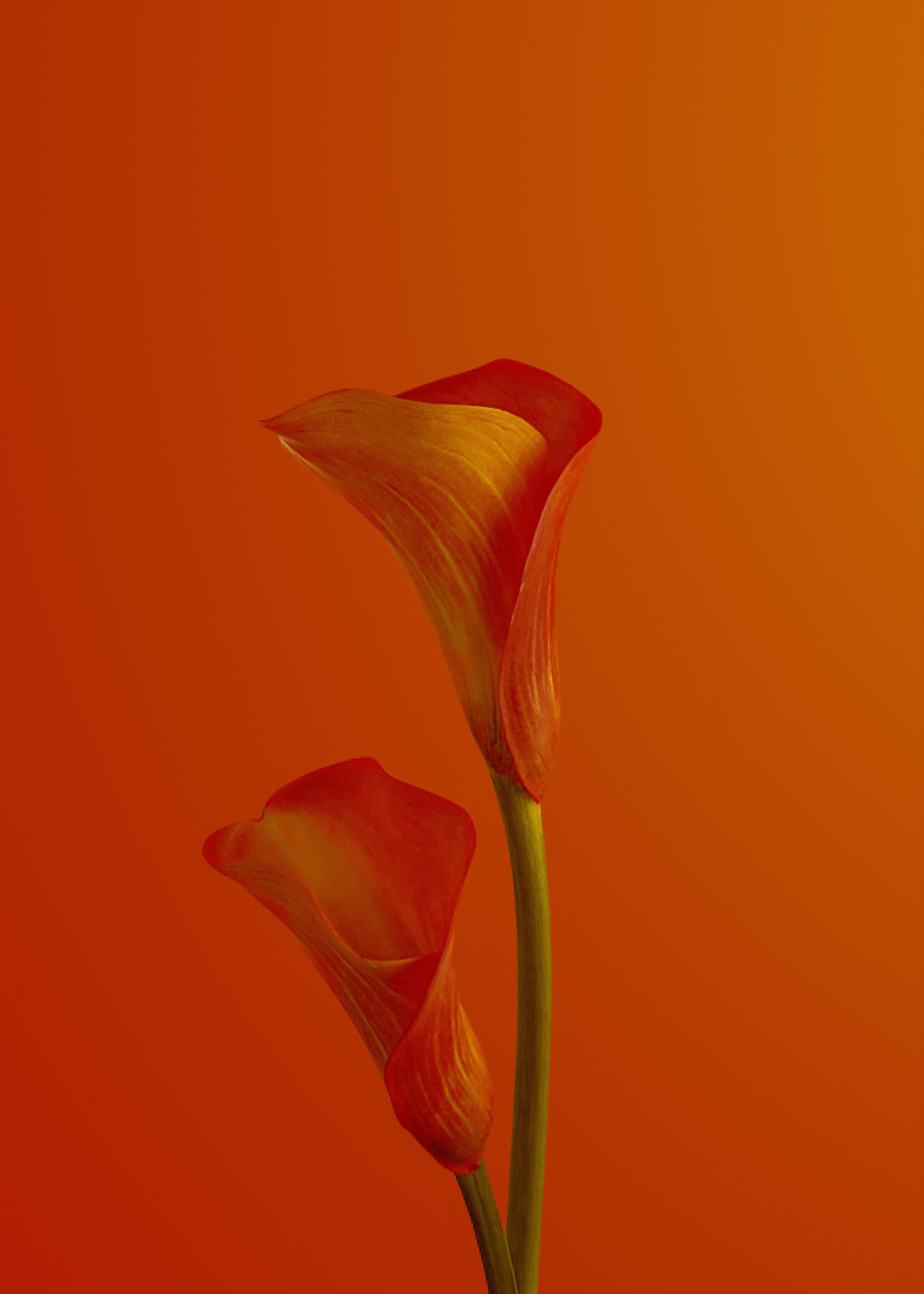 154967 descargar fondo de pantalla floración, flores, rojo, flor, florecer, calla, llamada: protectores de pantalla e imágenes gratis