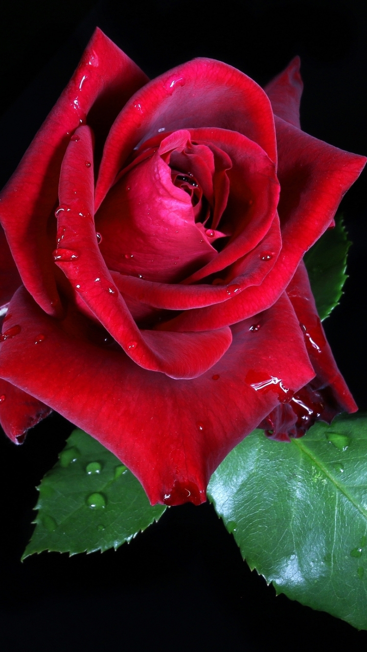 Descarga gratuita de fondo de pantalla para móvil de Flores, Rosa, Flor, Tierra, Rosa Roja, Flor Roja, Tierra/naturaleza, Gota De Agua.