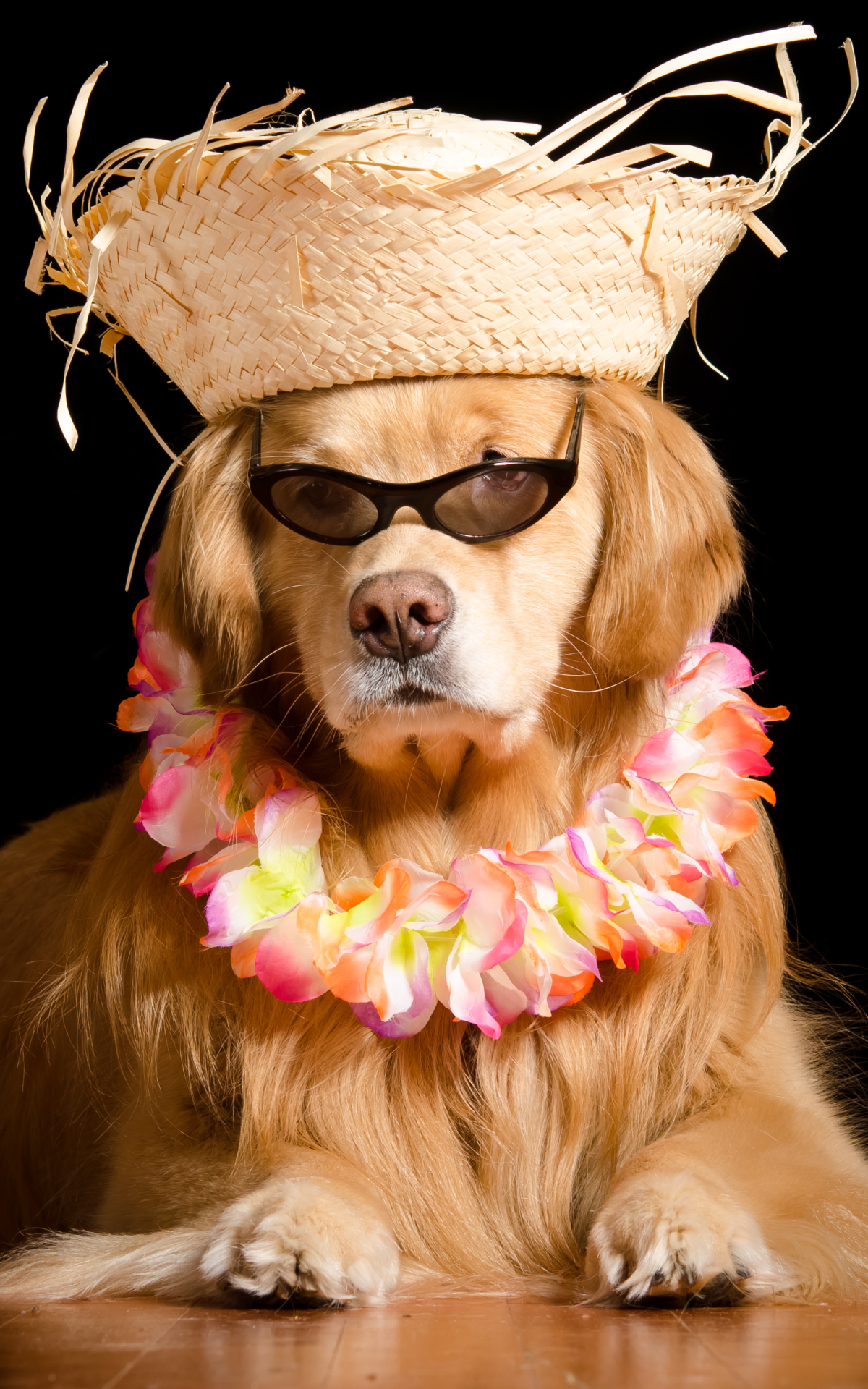 Handy-Wallpaper Tiere, Hunde, Hund, Komisch, Lustig, Golden Retriever, Hut, Sonnenbrille kostenlos herunterladen.