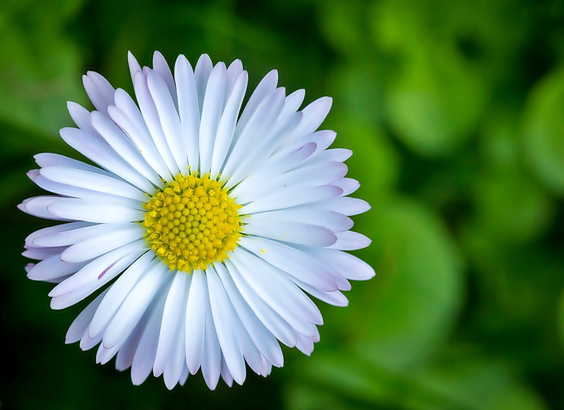 Free download wallpaper Flowers, Flower, Close Up, Earth, Bokeh, Daisy, White Flower on your PC desktop