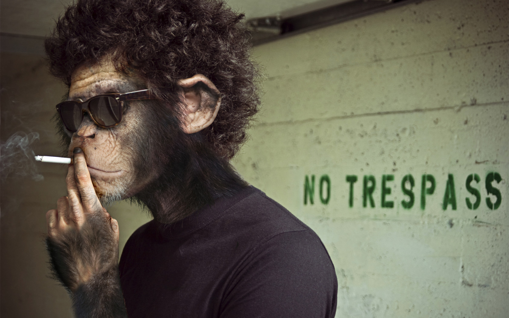 Handy-Wallpaper Monkeys, Tiere, Menschen, Fotokunst kostenlos herunterladen.