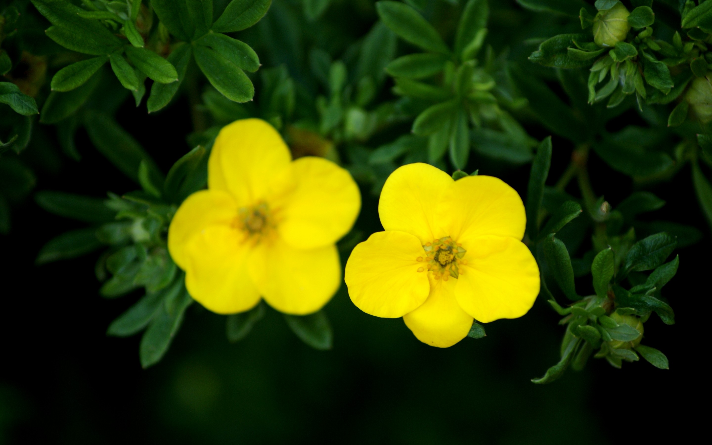 Handy-Wallpaper Blumen, Blume, Erde/natur kostenlos herunterladen.