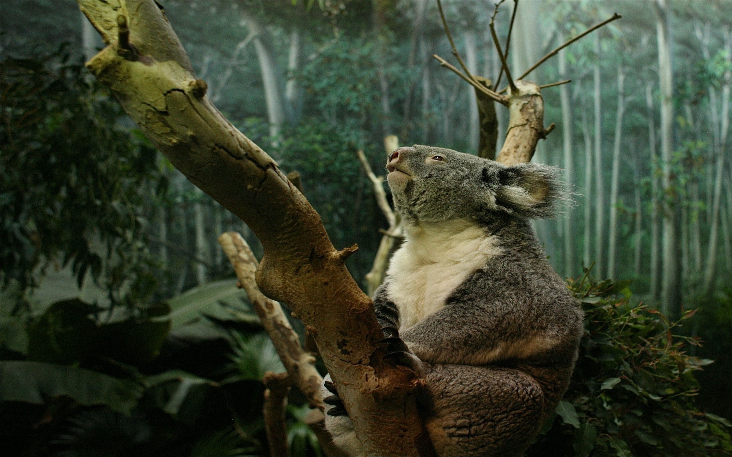 desktop Images koala, animals, sit, branch