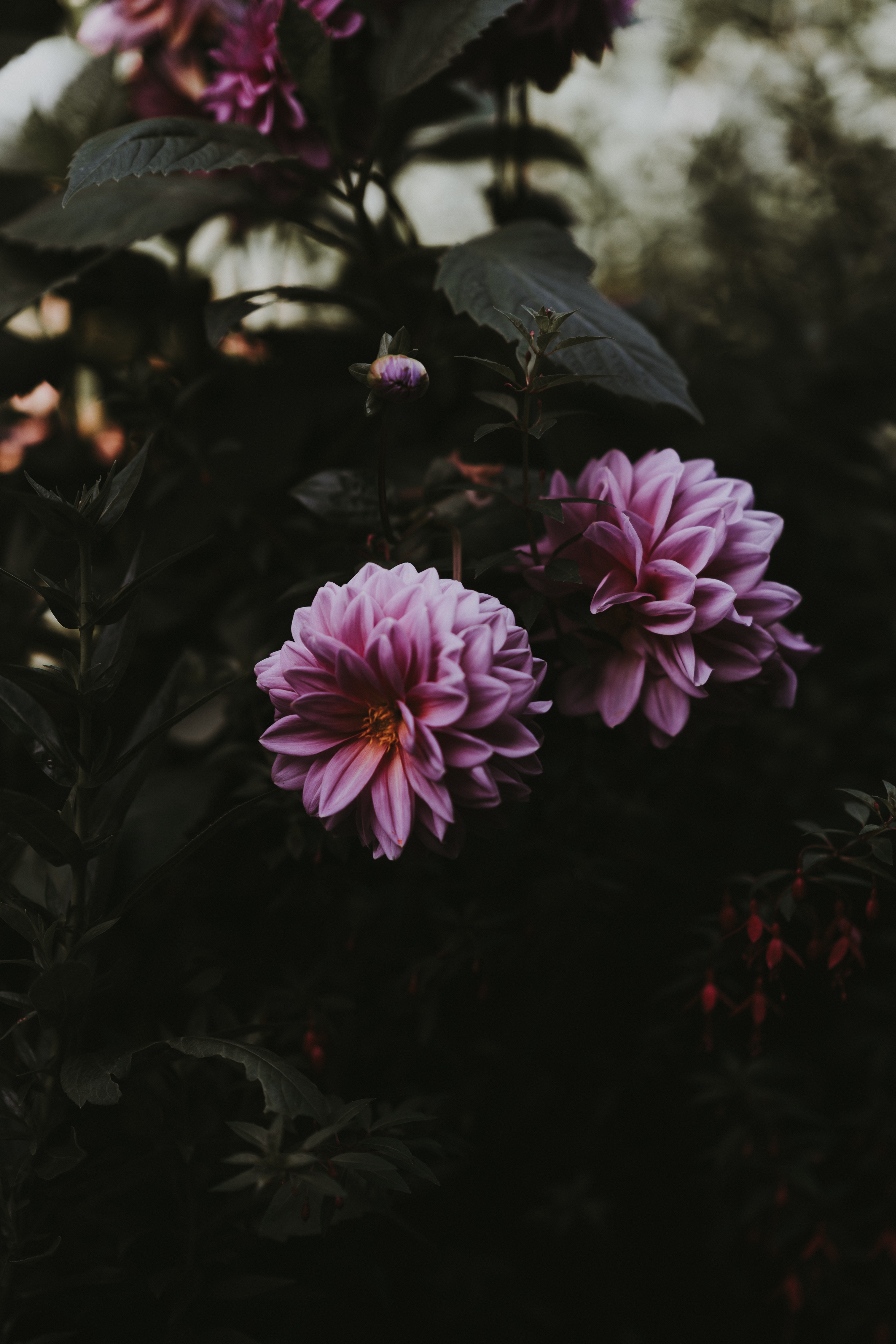 blur, dahlia, smooth, flowers, pink, bloom, flowering cellphone