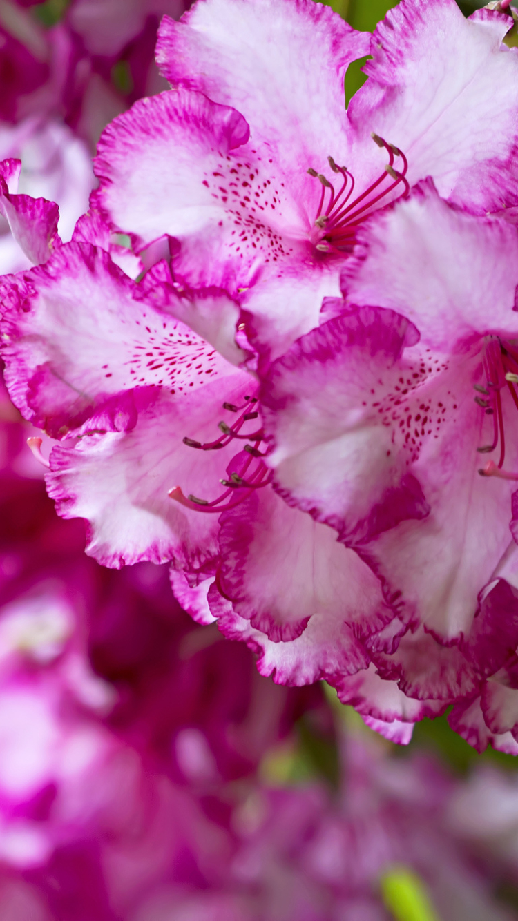 1118726 Bildschirmschoner und Hintergrundbilder Blumen auf Ihrem Telefon. Laden Sie  Bilder kostenlos herunter