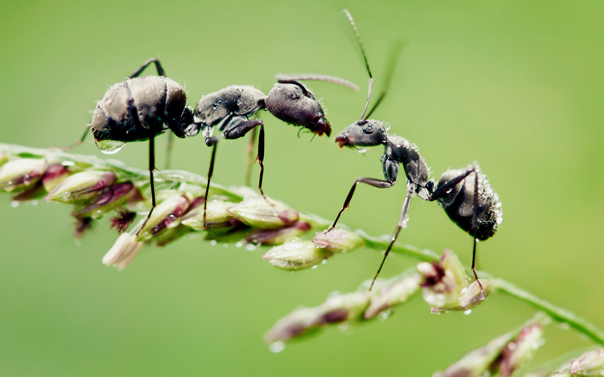 249356 baixar papel de parede formiga, animais - protetores de tela e imagens gratuitamente