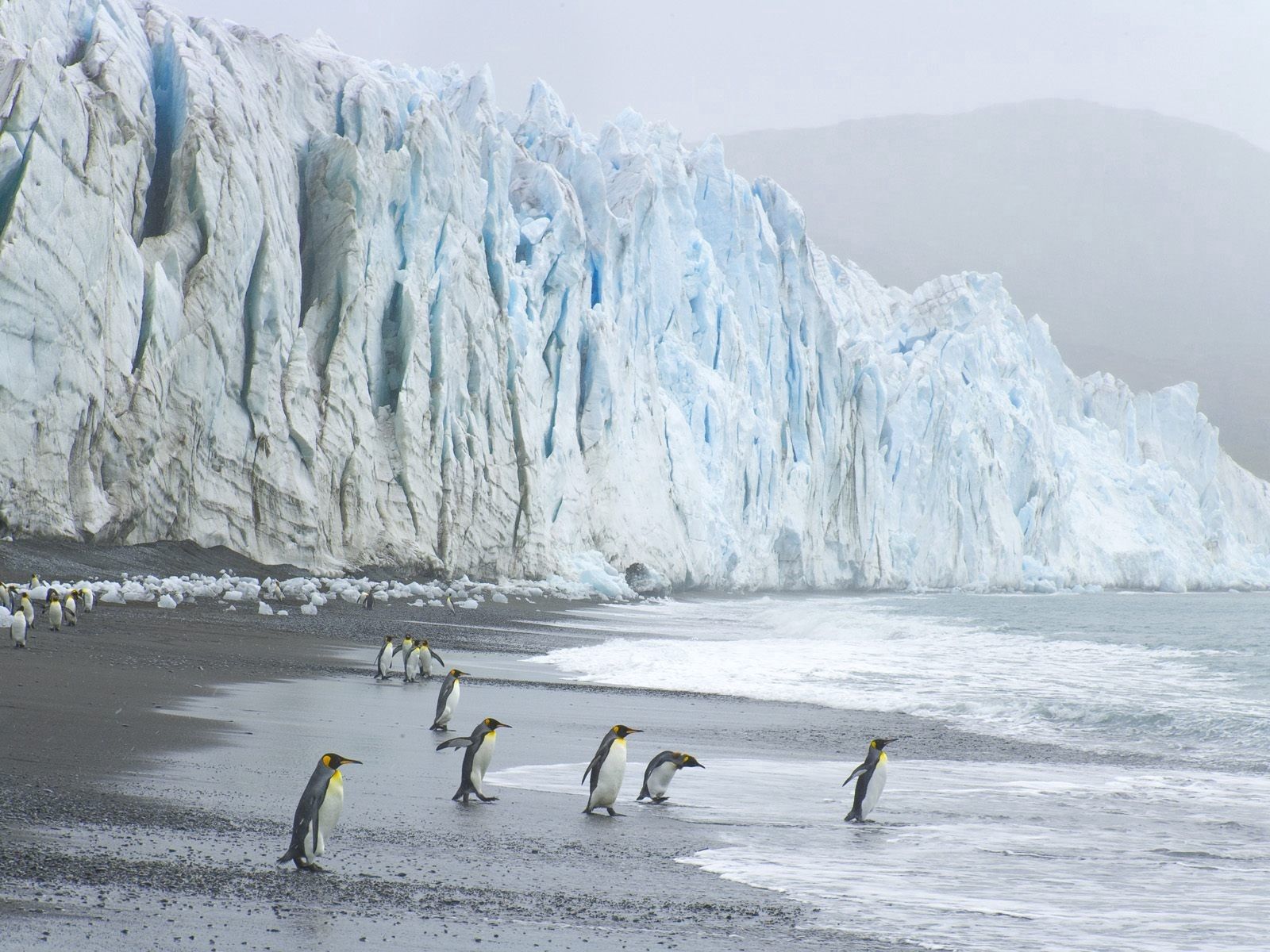 Скачать картинку Королевские Пингвины, Берег, Животные, Лед, Океан в телефон бесплатно.
