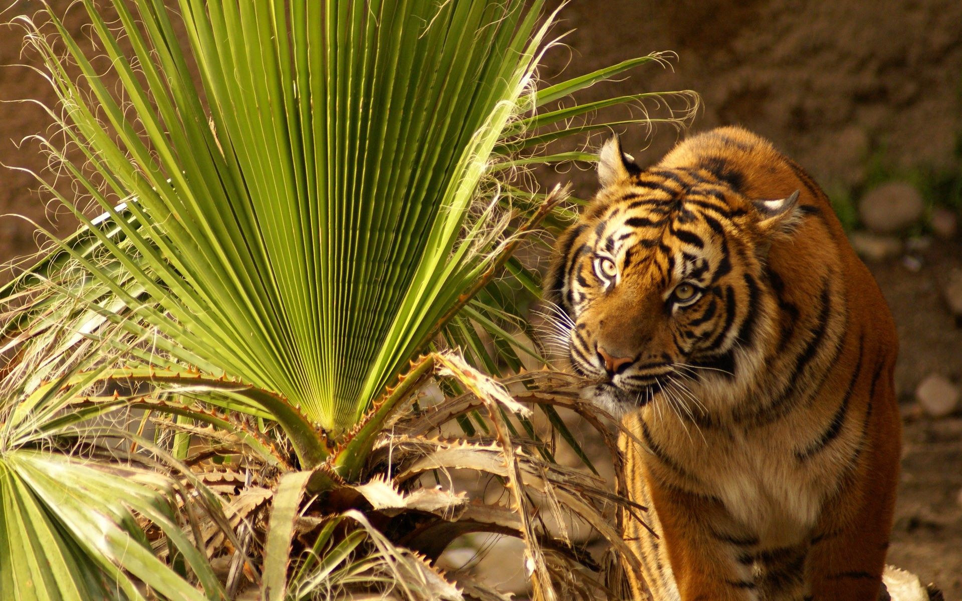 Free download wallpaper Animals, Grass, Muzzle, Hunt, Big Cat, Tiger, Hunting on your PC desktop