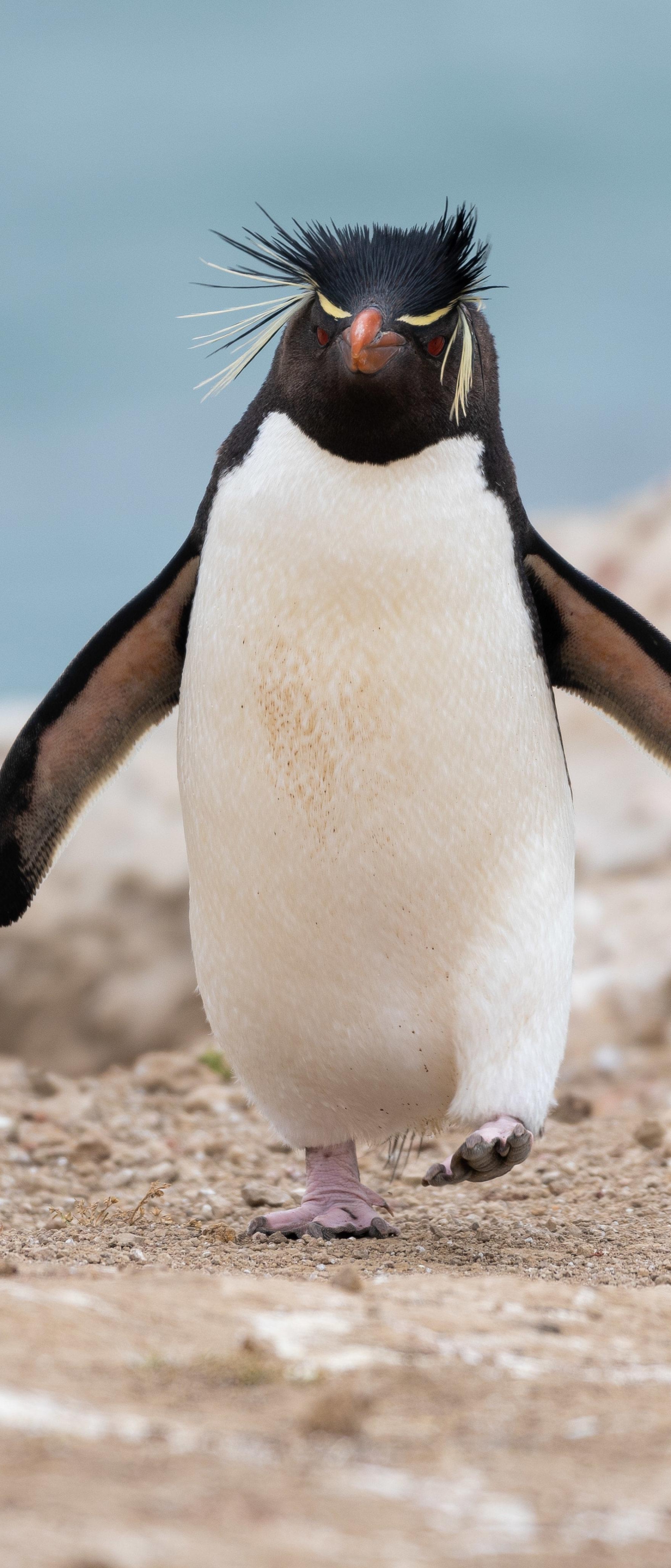 Descarga gratuita de fondo de pantalla para móvil de Animales, Pingüino, Aves, Pingüino De Penacho Amarillo.