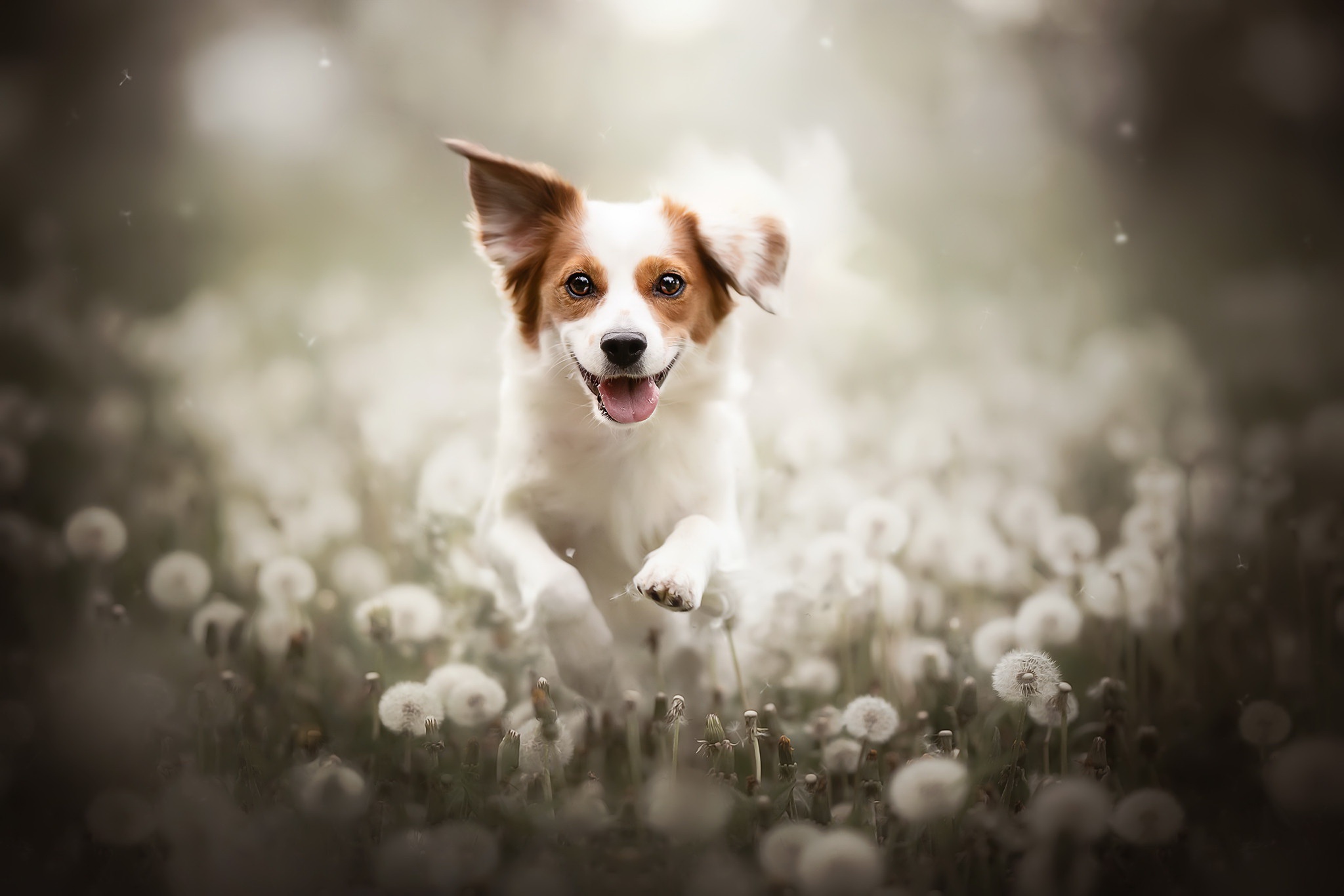 Download mobile wallpaper Dogs, Dog, Animal, Dandelion for free.