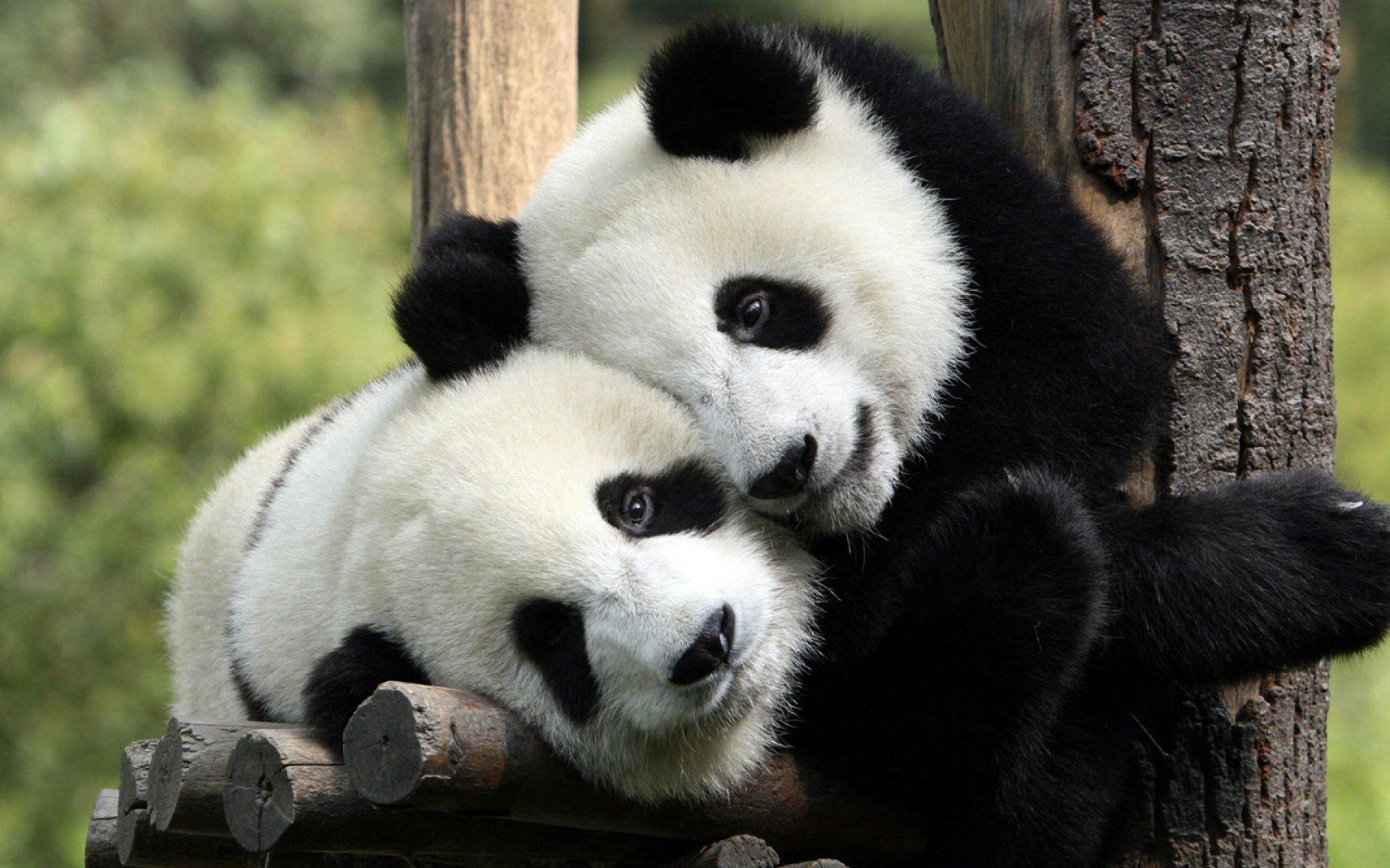 532936 baixar papel de parede panda, animais - protetores de tela e imagens gratuitamente