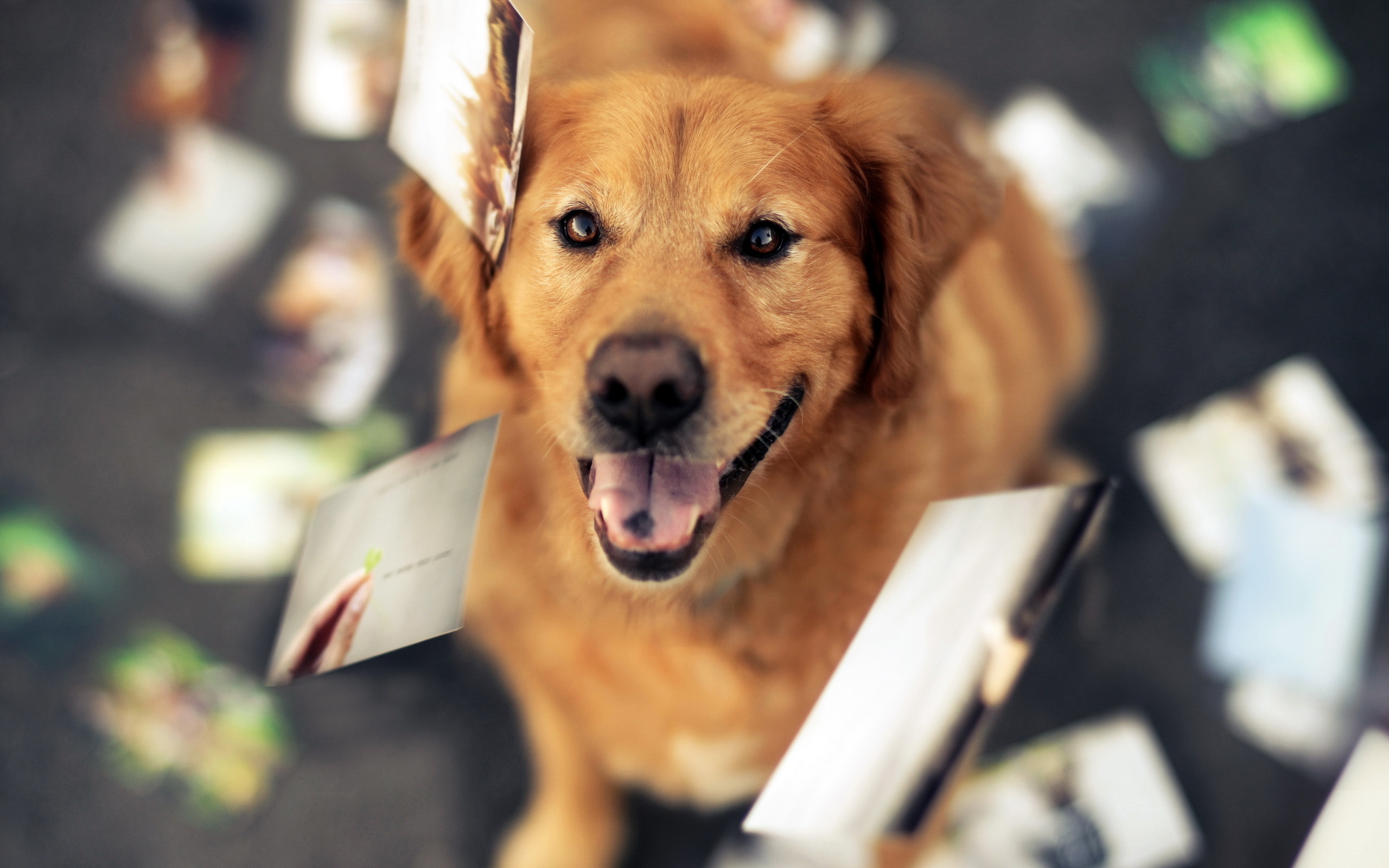 Descarga gratis la imagen Animales, Perros, Perro en el escritorio de tu PC