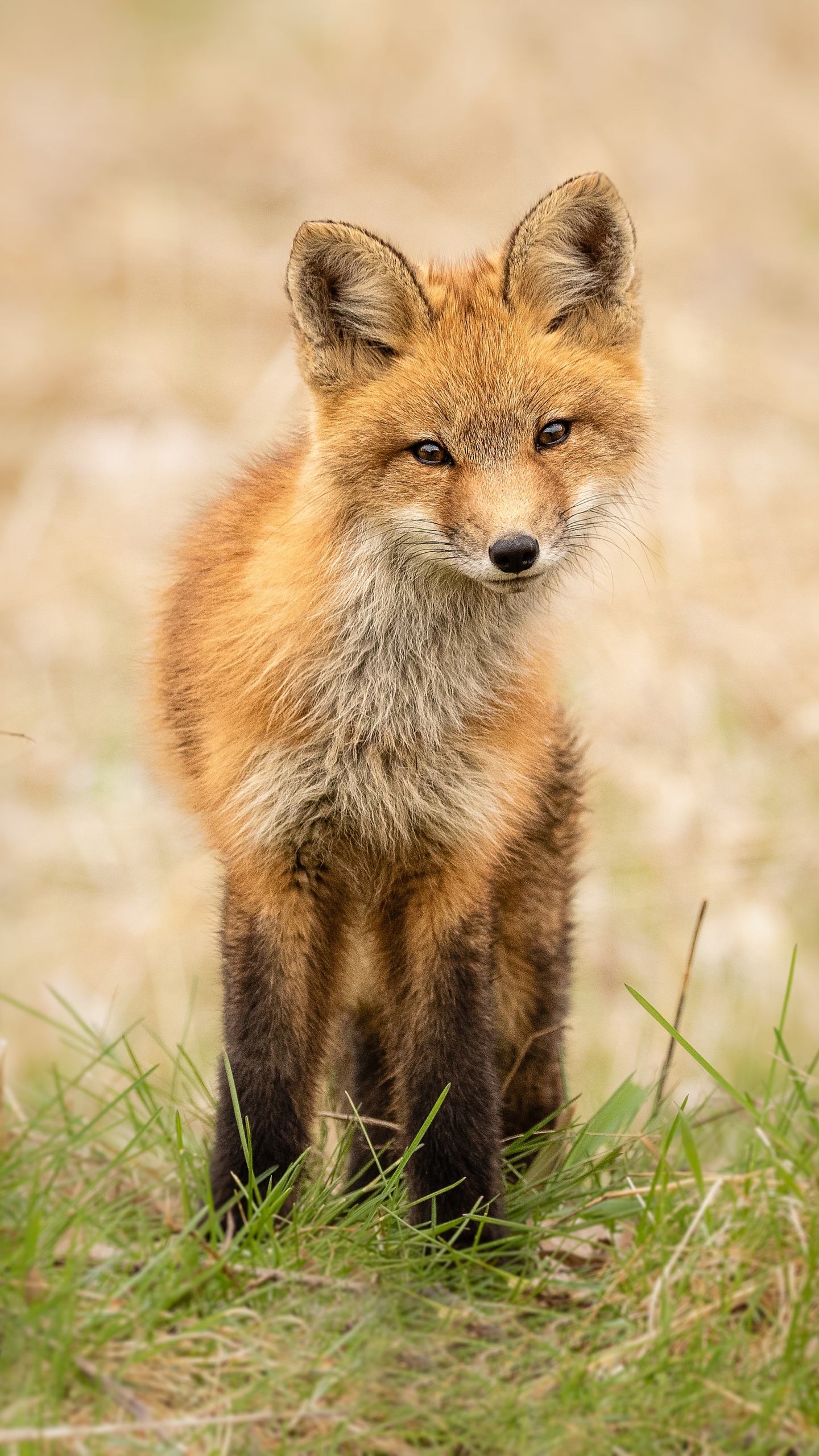 Handy-Wallpaper Tiere, Fuchs kostenlos herunterladen.