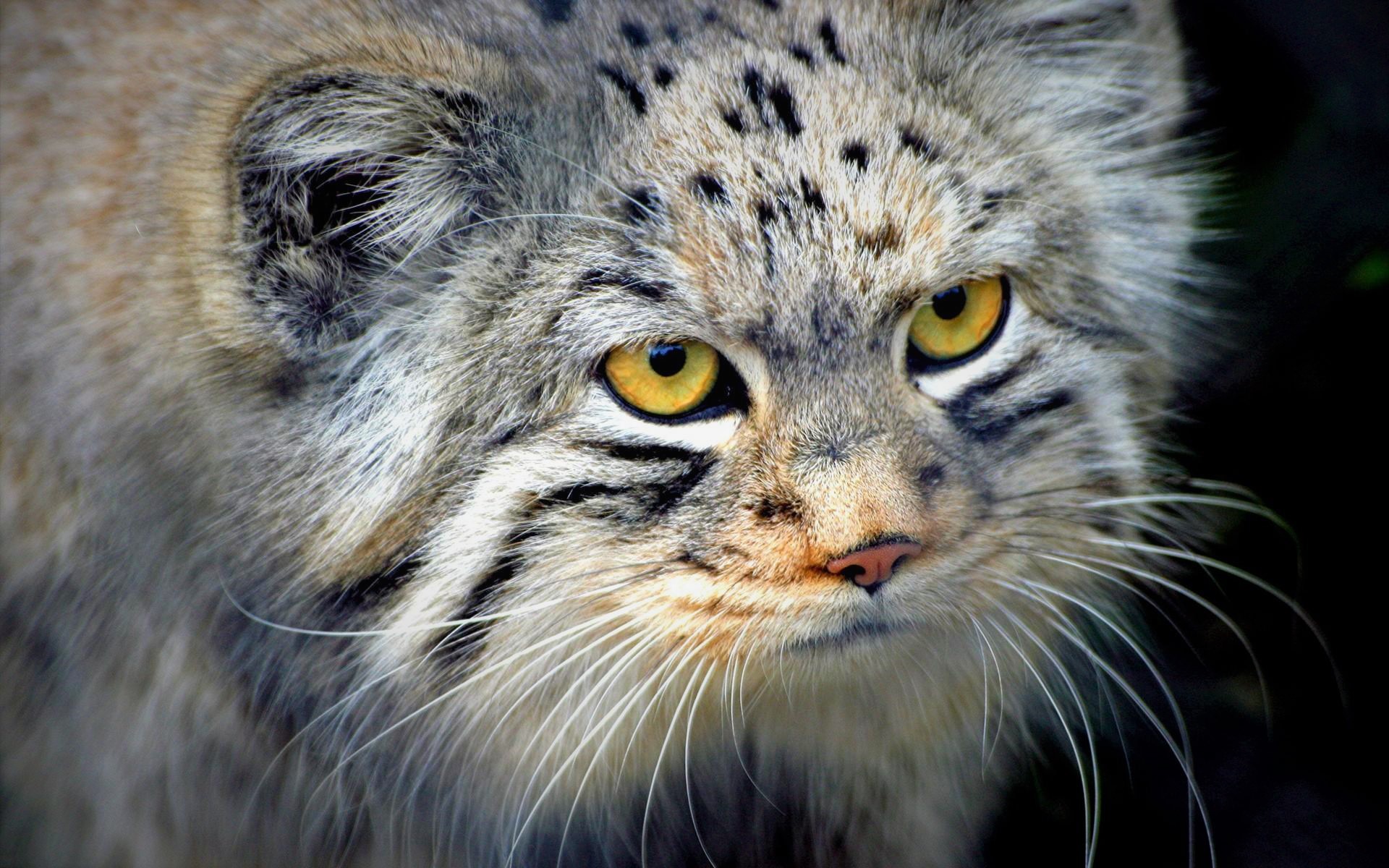 Free download wallpaper Cats, Animal, Face, Pallas's Cat on your PC desktop
