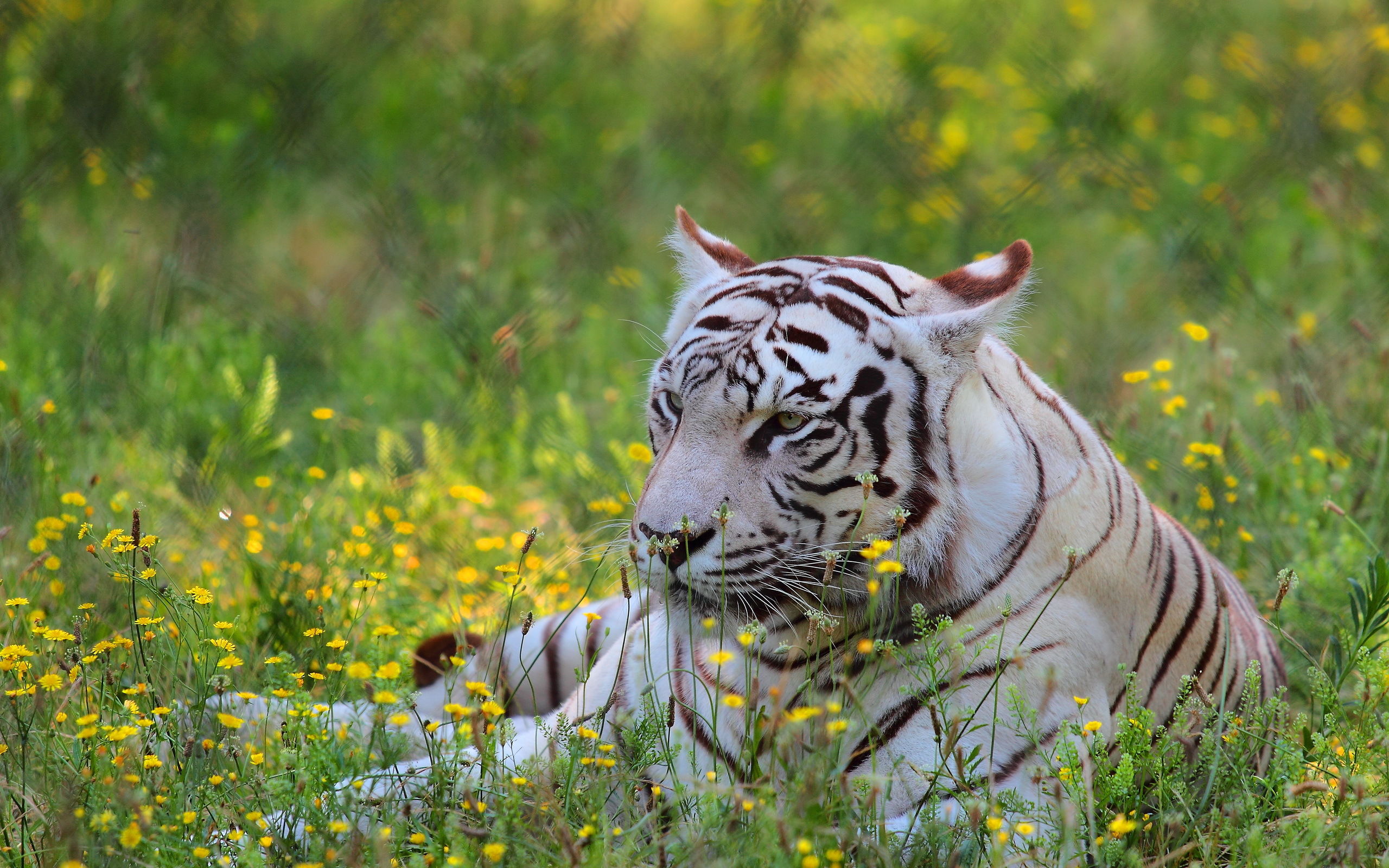 Laden Sie das Tiere, Katzen, Blume, Tiger, Bokeh, Weißer Tiger, Hinlegen-Bild kostenlos auf Ihren PC-Desktop herunter