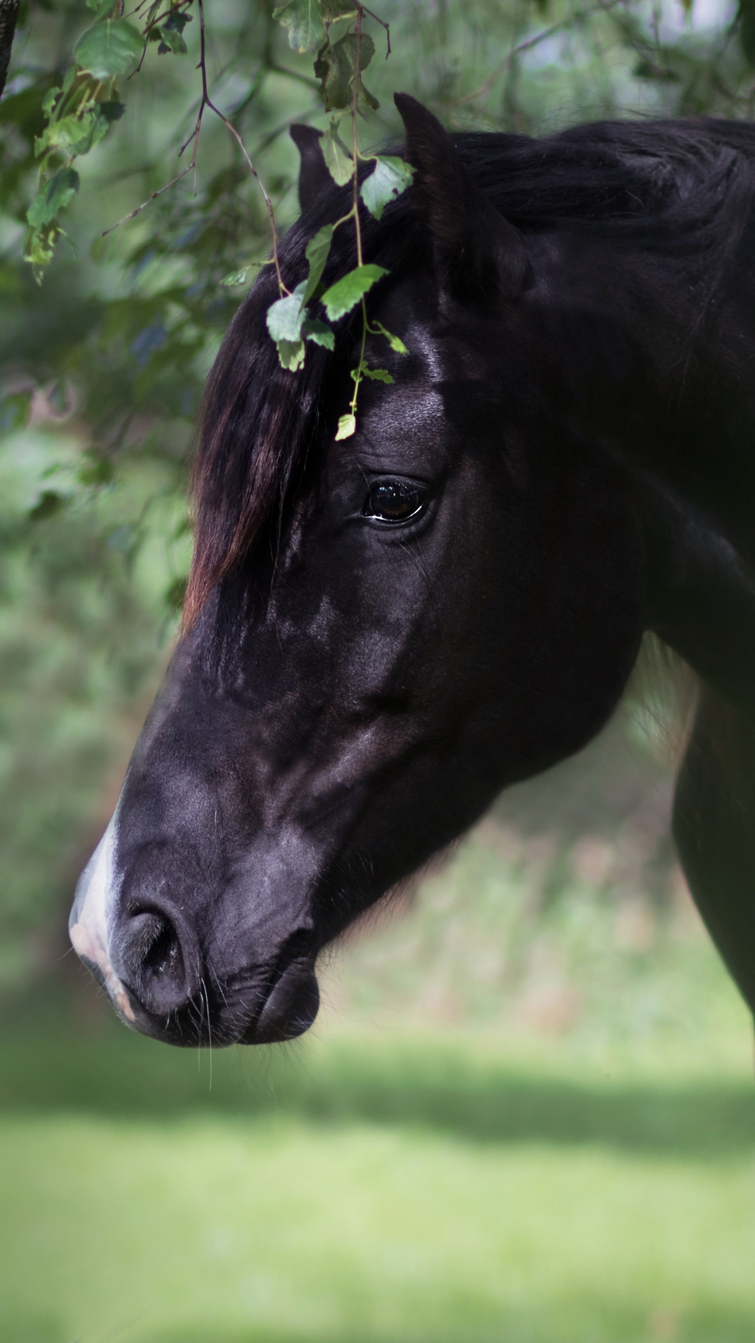 Download mobile wallpaper Animal, Horse for free.