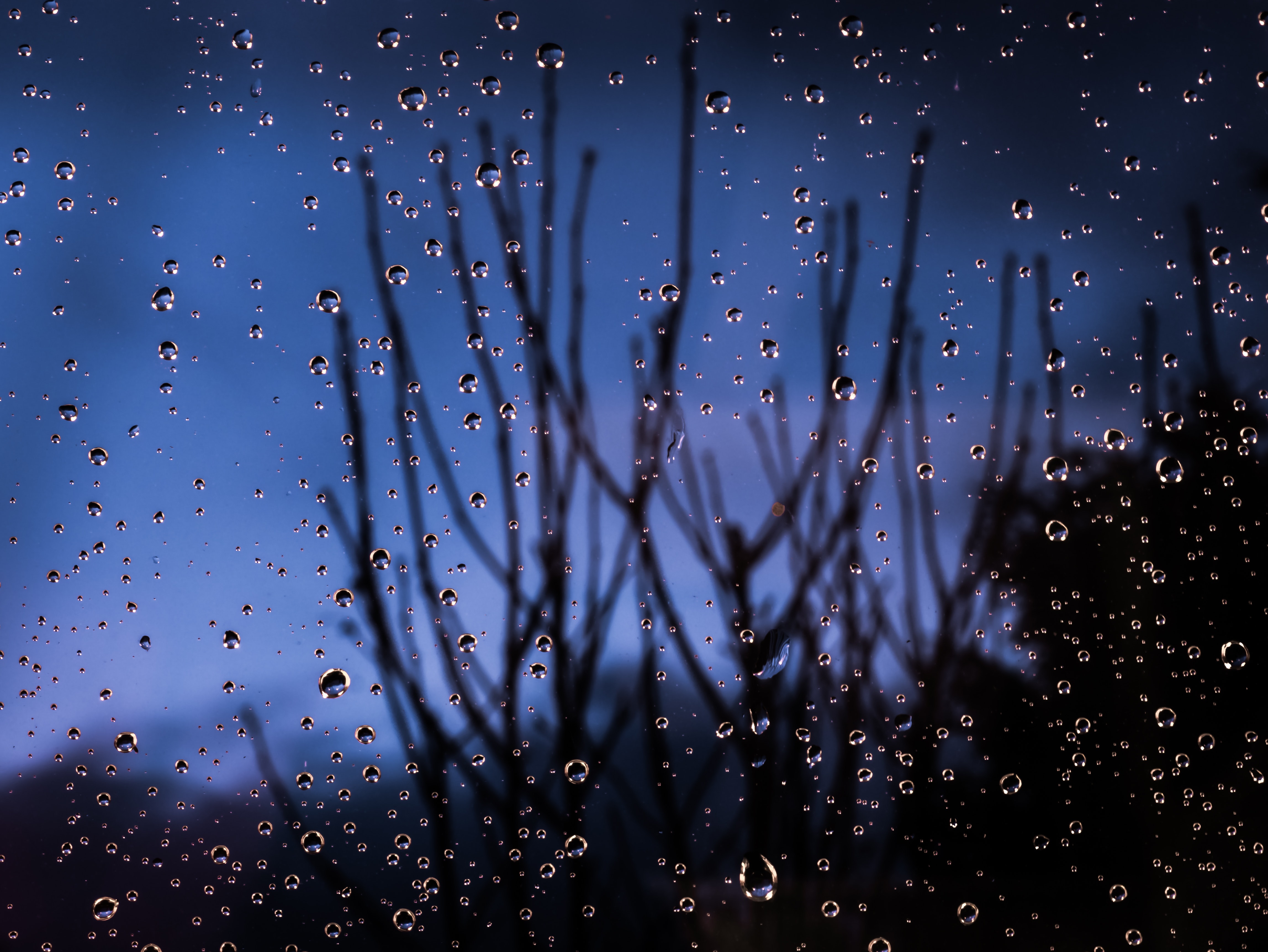 glass, moisture, drops, macro, blur, smooth, branches cell phone wallpapers