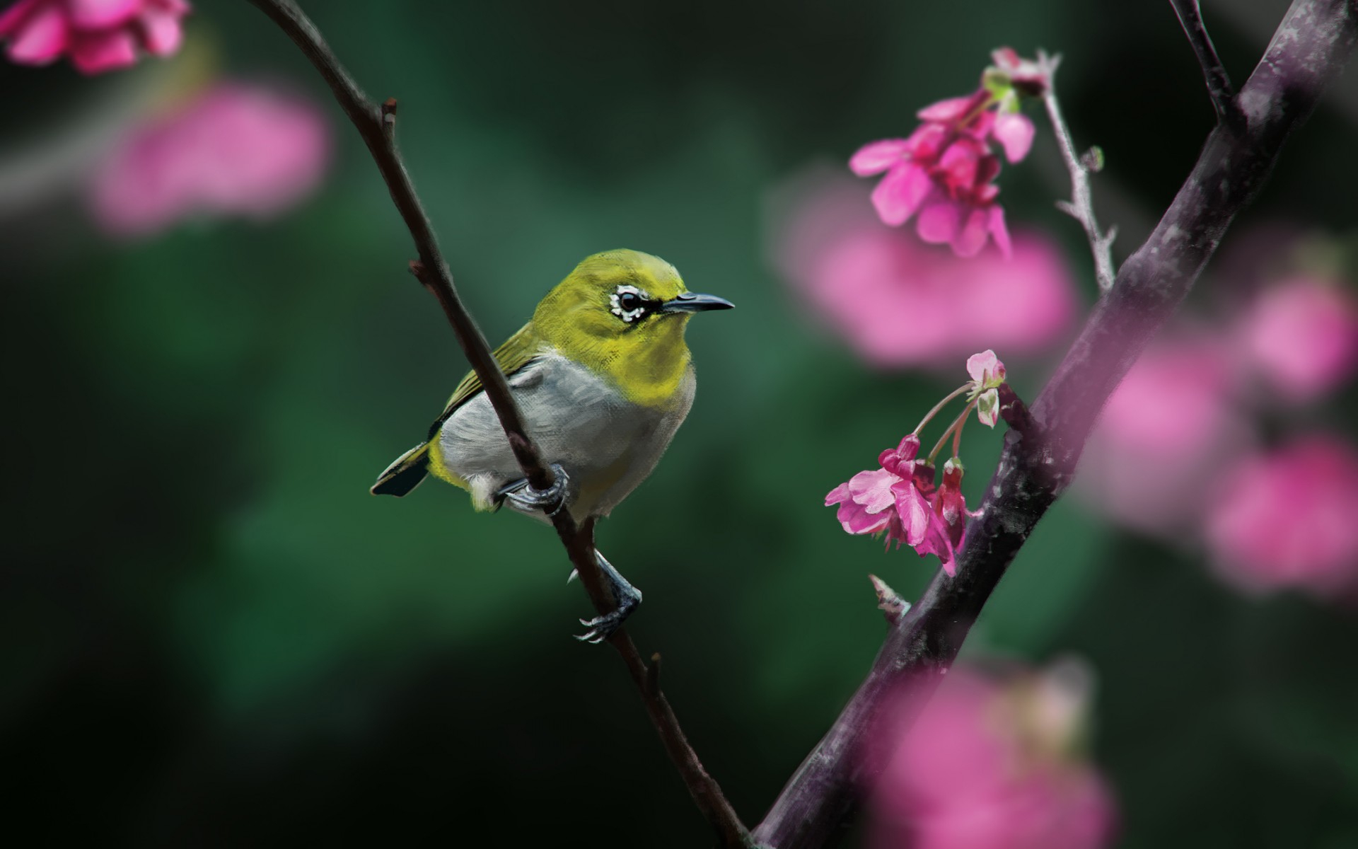 340923 Bild herunterladen tiere, japanbrillenvogel, vögel - Hintergrundbilder und Bildschirmschoner kostenlos