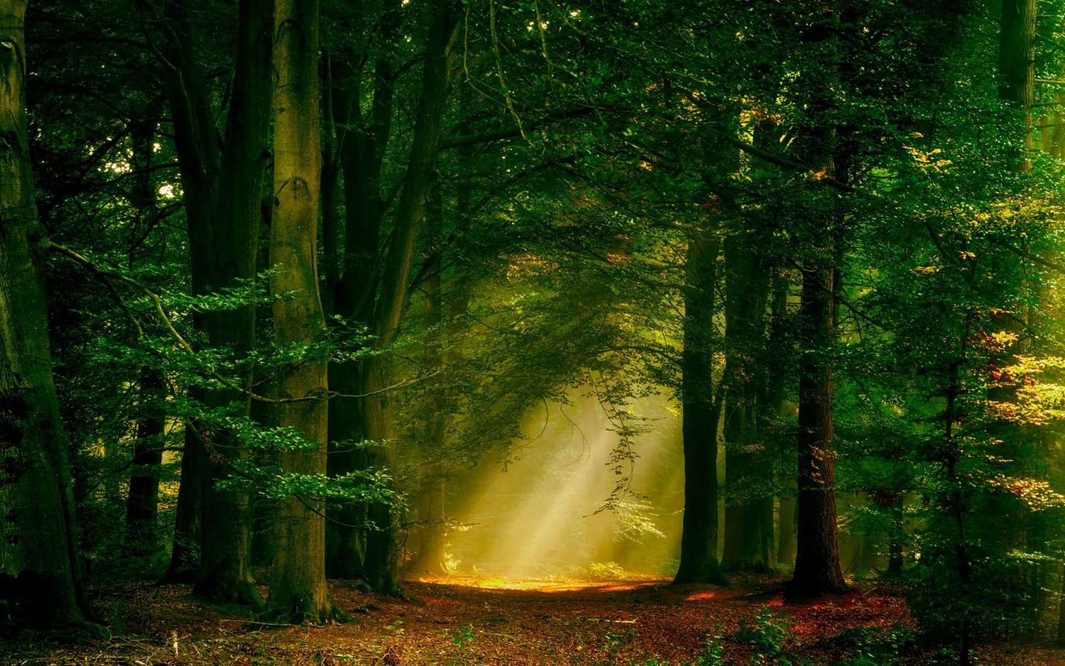 Download mobile wallpaper Nature, Forest, Tree, Earth, Sunbeam for free.