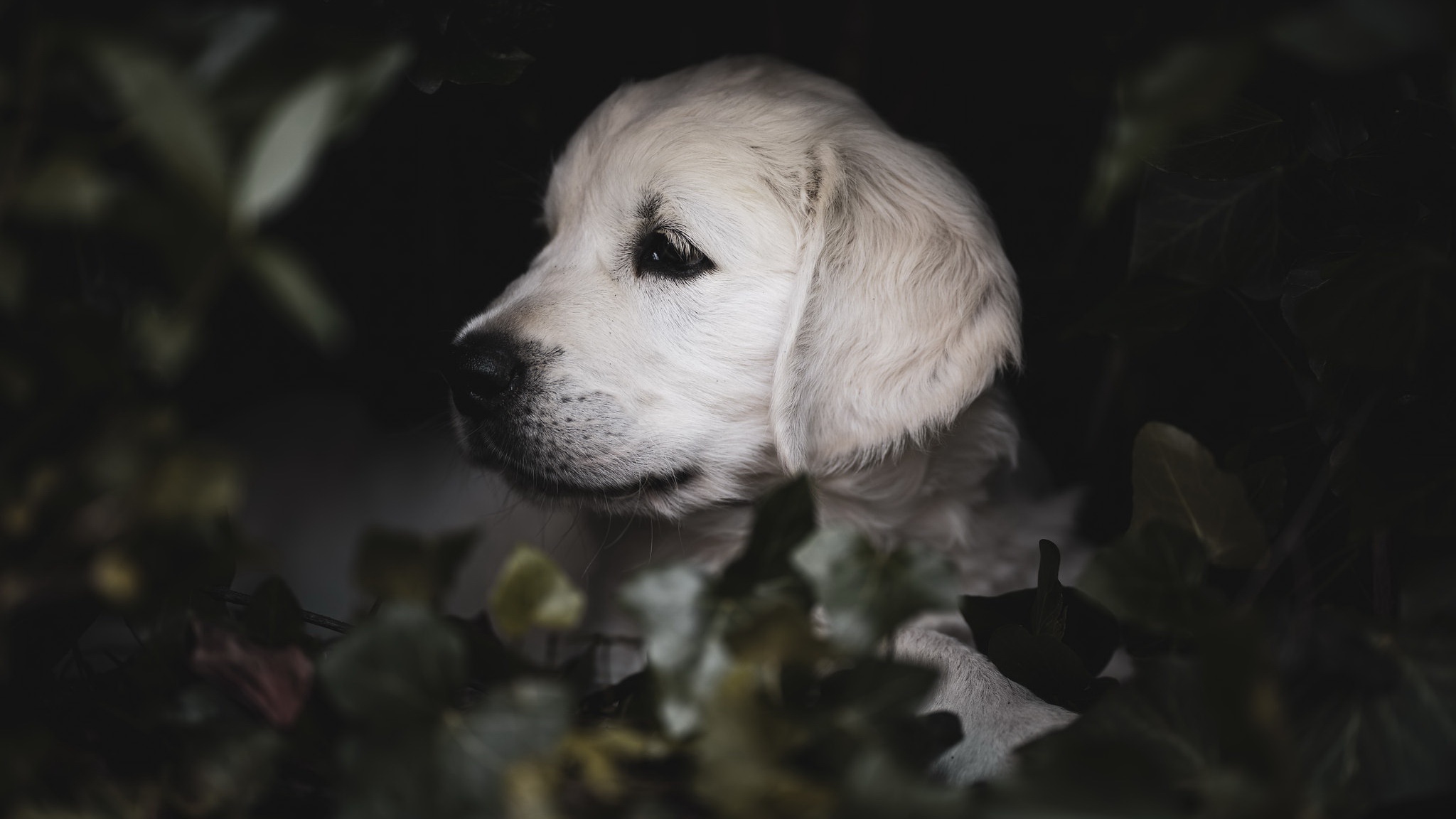 Handy-Wallpaper Tiere, Hunde, Hund, Welpen, Golden Retriever, Tierbaby kostenlos herunterladen.