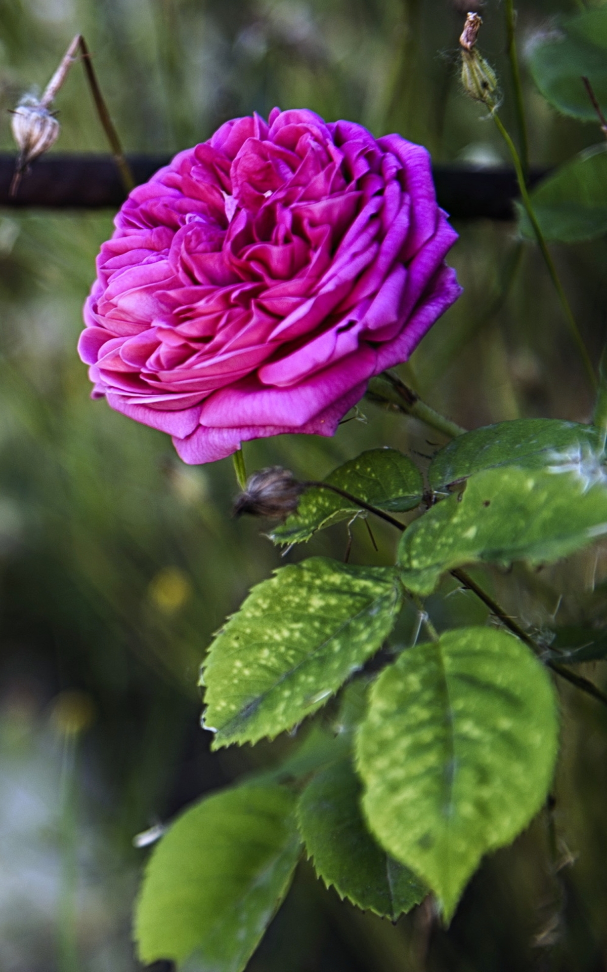 Descarga gratuita de fondo de pantalla para móvil de Flores, Rosa, Flor, Primavera, Tierra/naturaleza, Rosa Rosada.