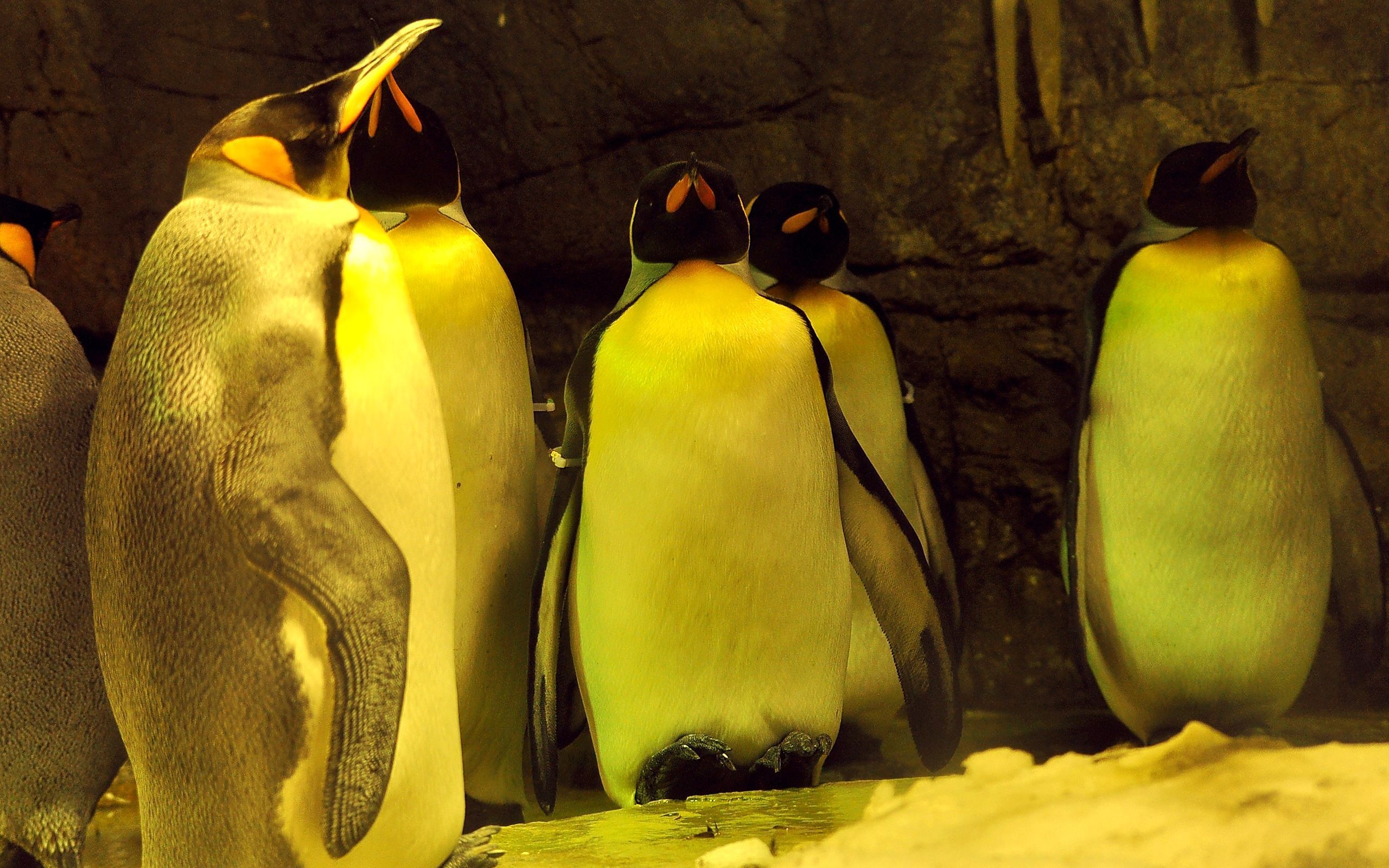 285292 descargar fondo de pantalla animales, pingüino emperador, ave, aves: protectores de pantalla e imágenes gratis