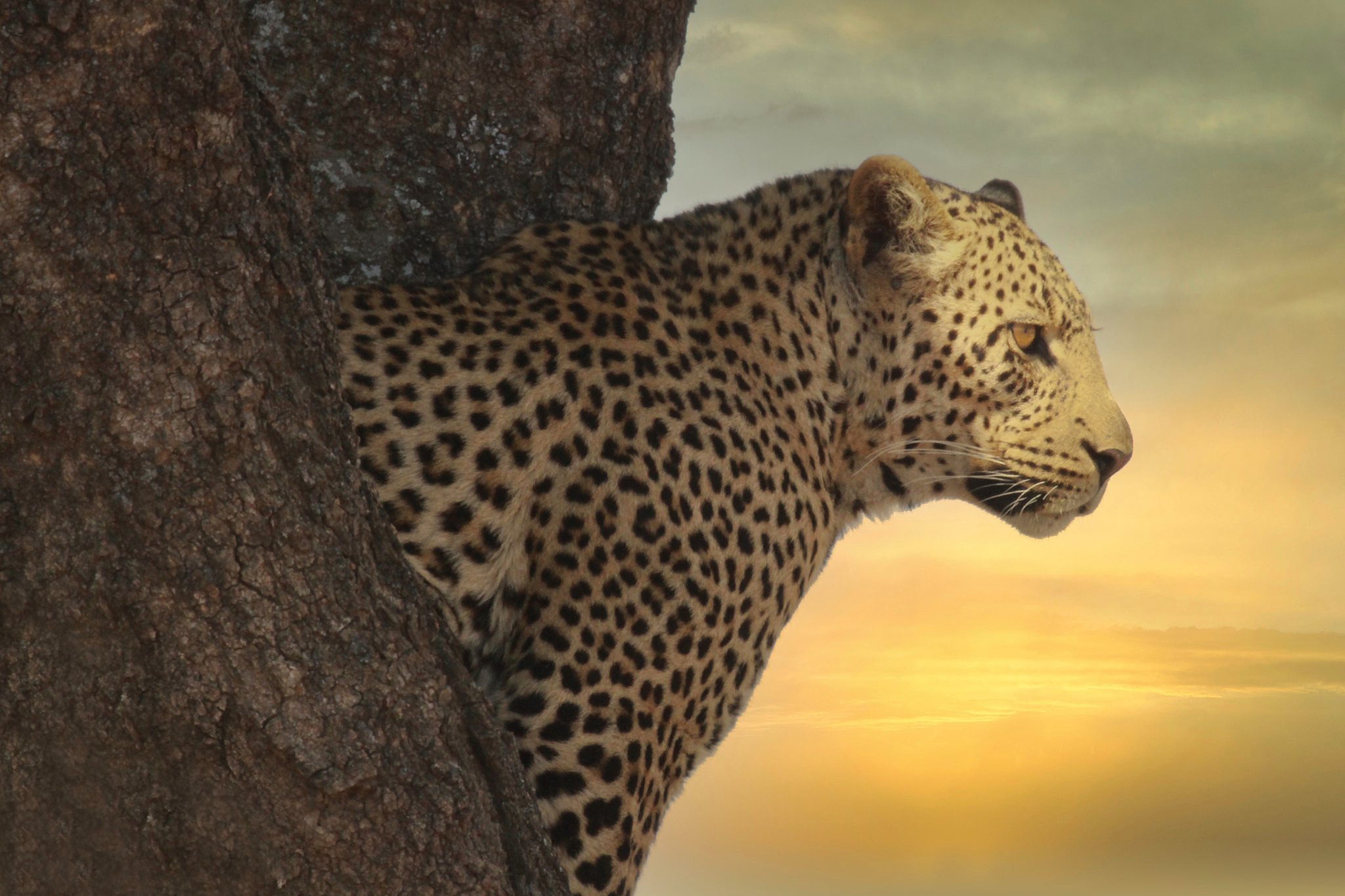 Download mobile wallpaper Leopard, Cats, Animal for free.