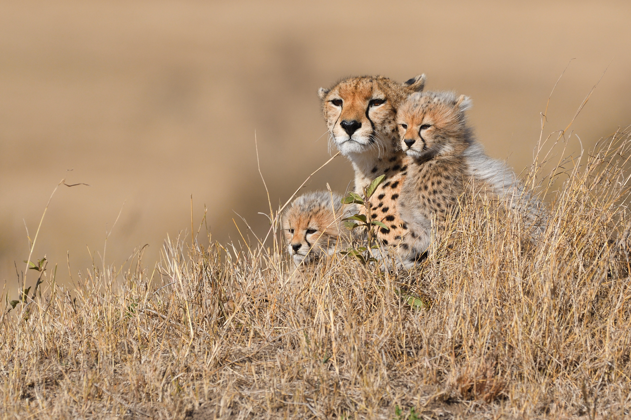 Free download wallpaper Cats, Cheetah, Animal on your PC desktop