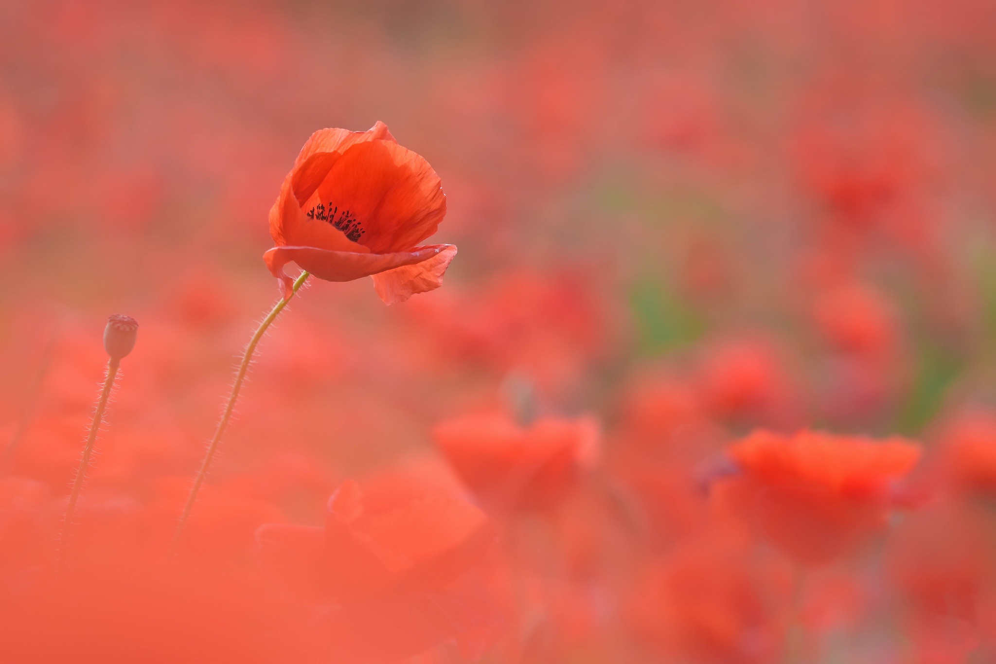 Handy-Wallpaper Natur, Blumen, Mohn, Blume, Nahansicht, Rote Blume, Erde/natur kostenlos herunterladen.