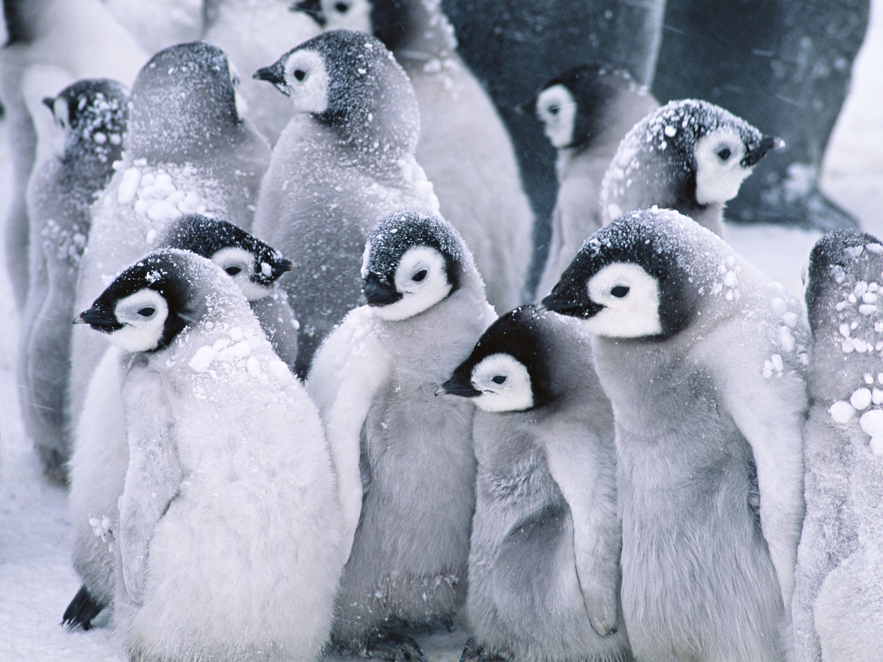 Baixar papel de parede para celular de Animais, Pássaro, Pinguim gratuito.