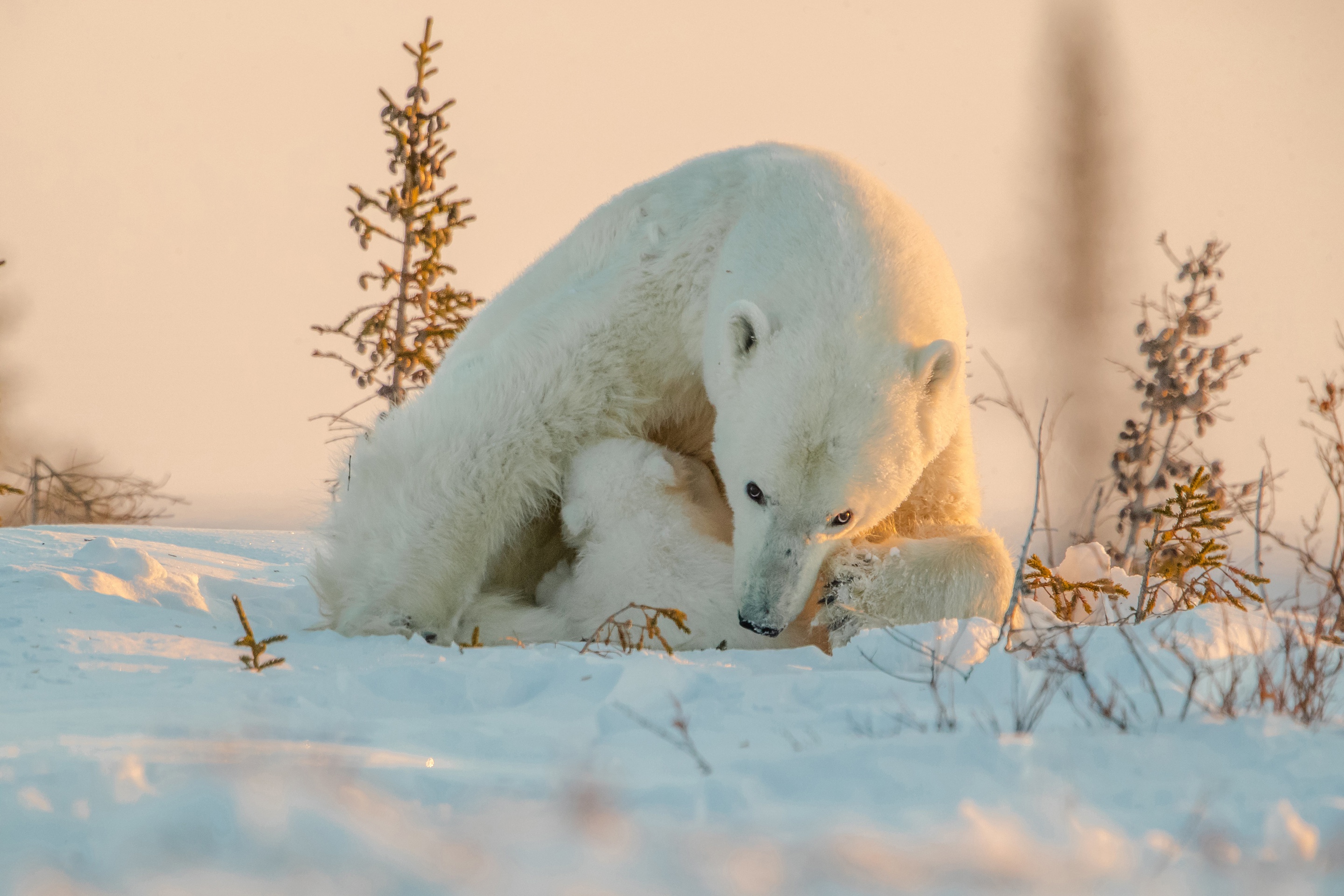 Download mobile wallpaper Snow, Bears, Animal, Polar Bear for free.