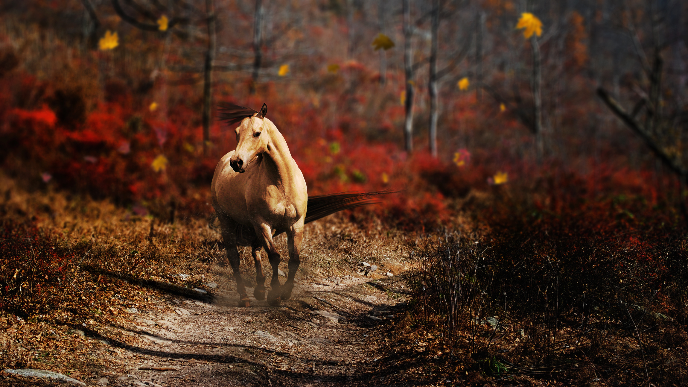 Download mobile wallpaper Animal, Horse for free.