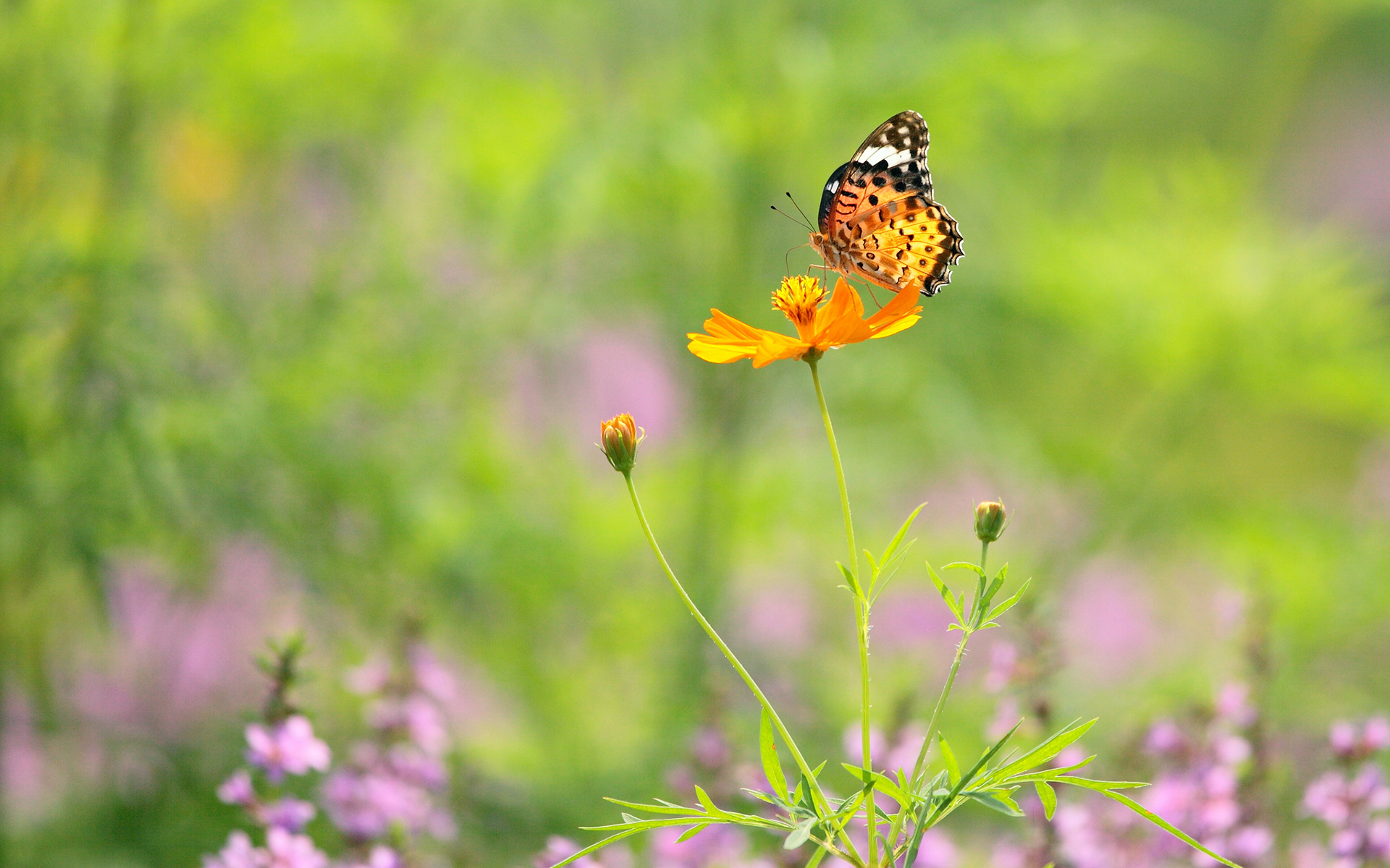 Descarga gratis la imagen Animales, Mariposa en el escritorio de tu PC